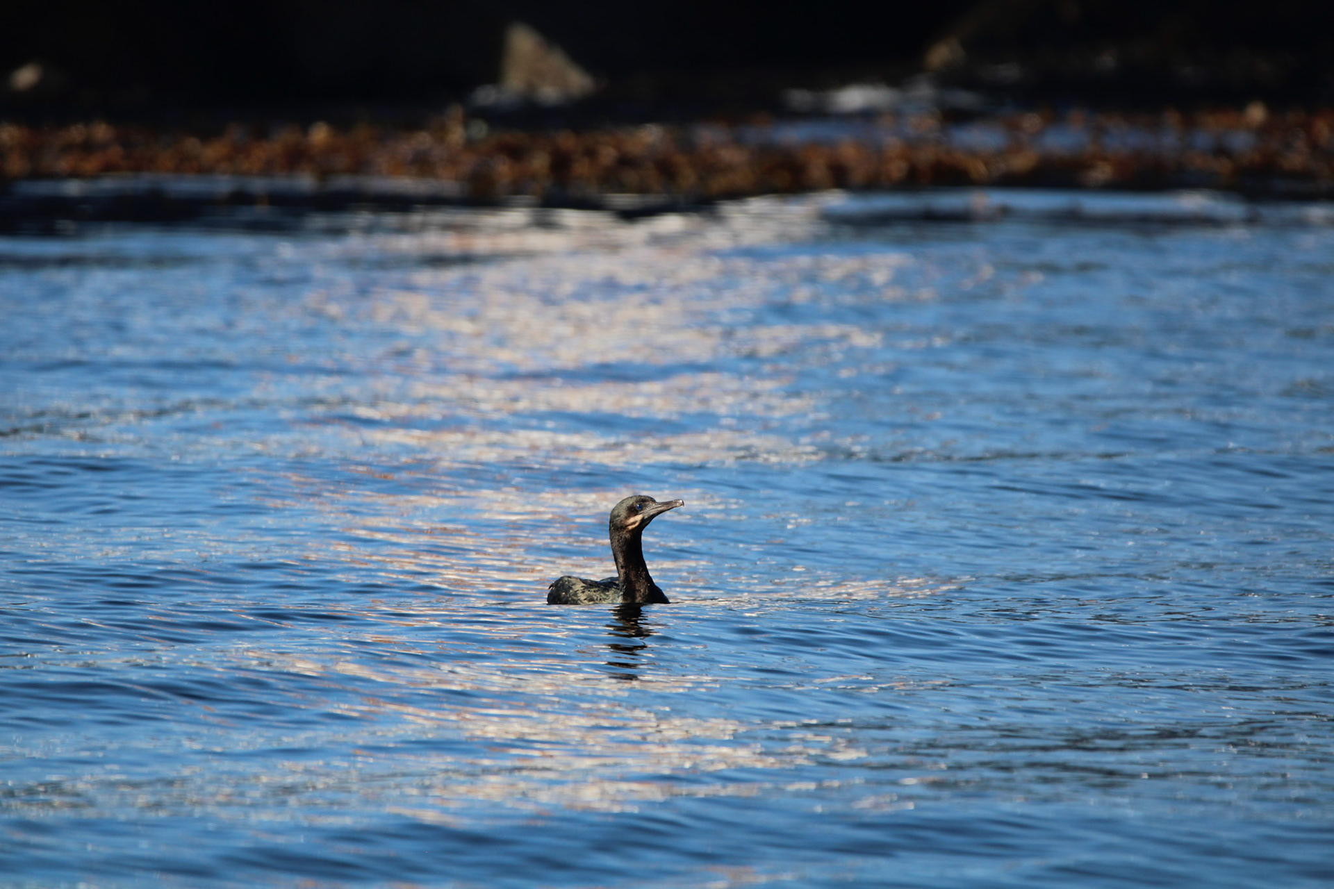 Brandt's Cormorant - Monterey Bay, CA