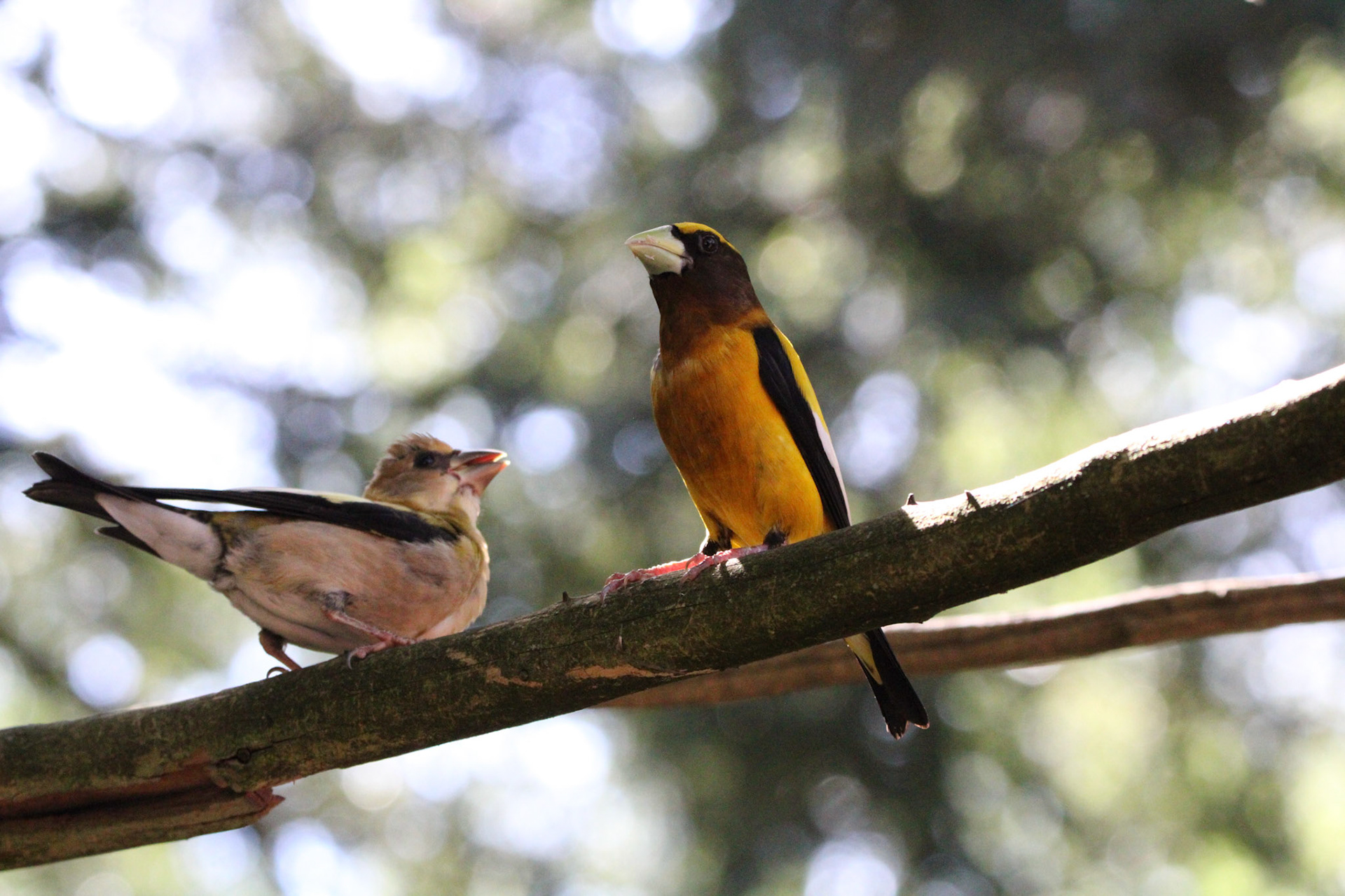 Evening Grosbeak