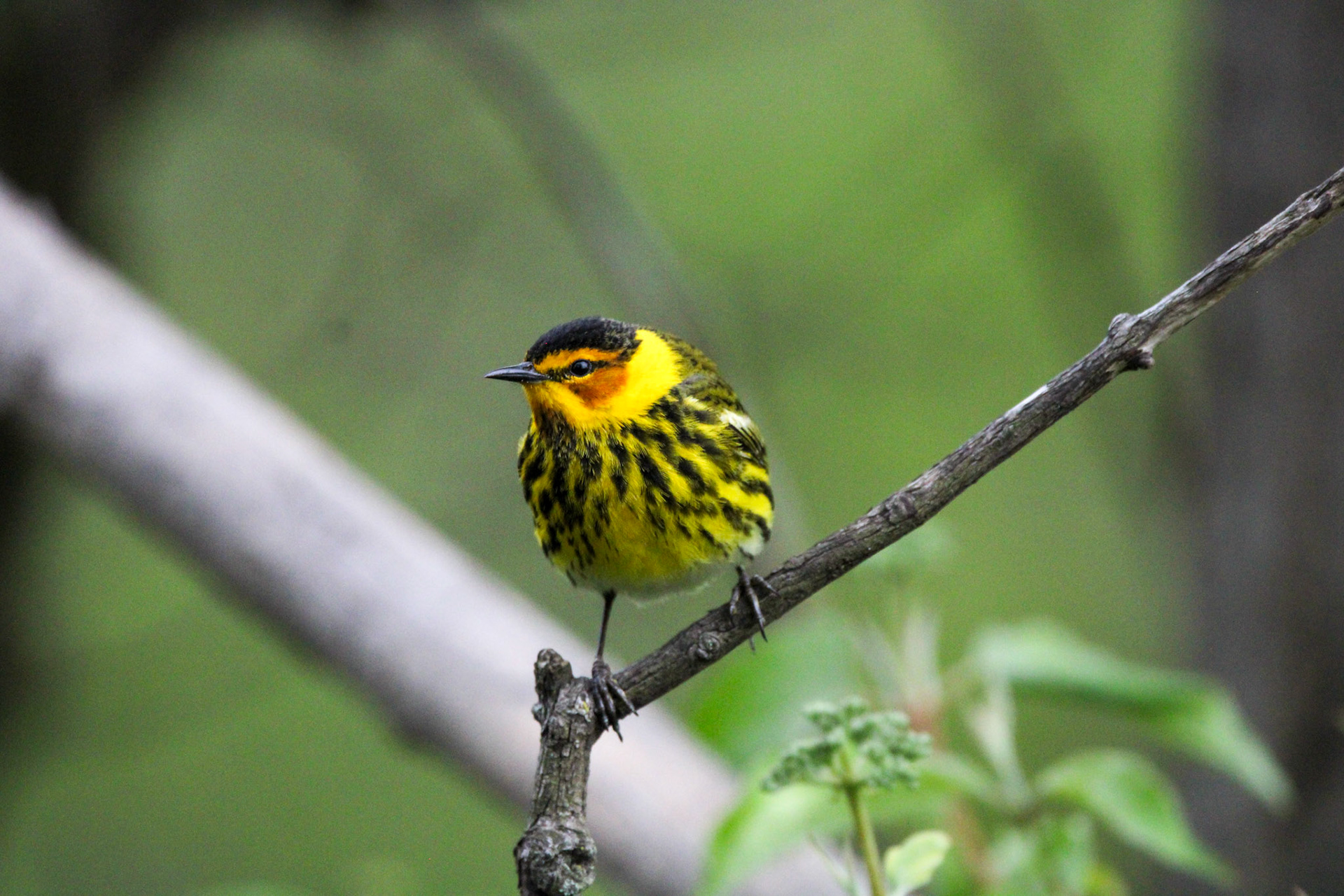 Cape May Warbler