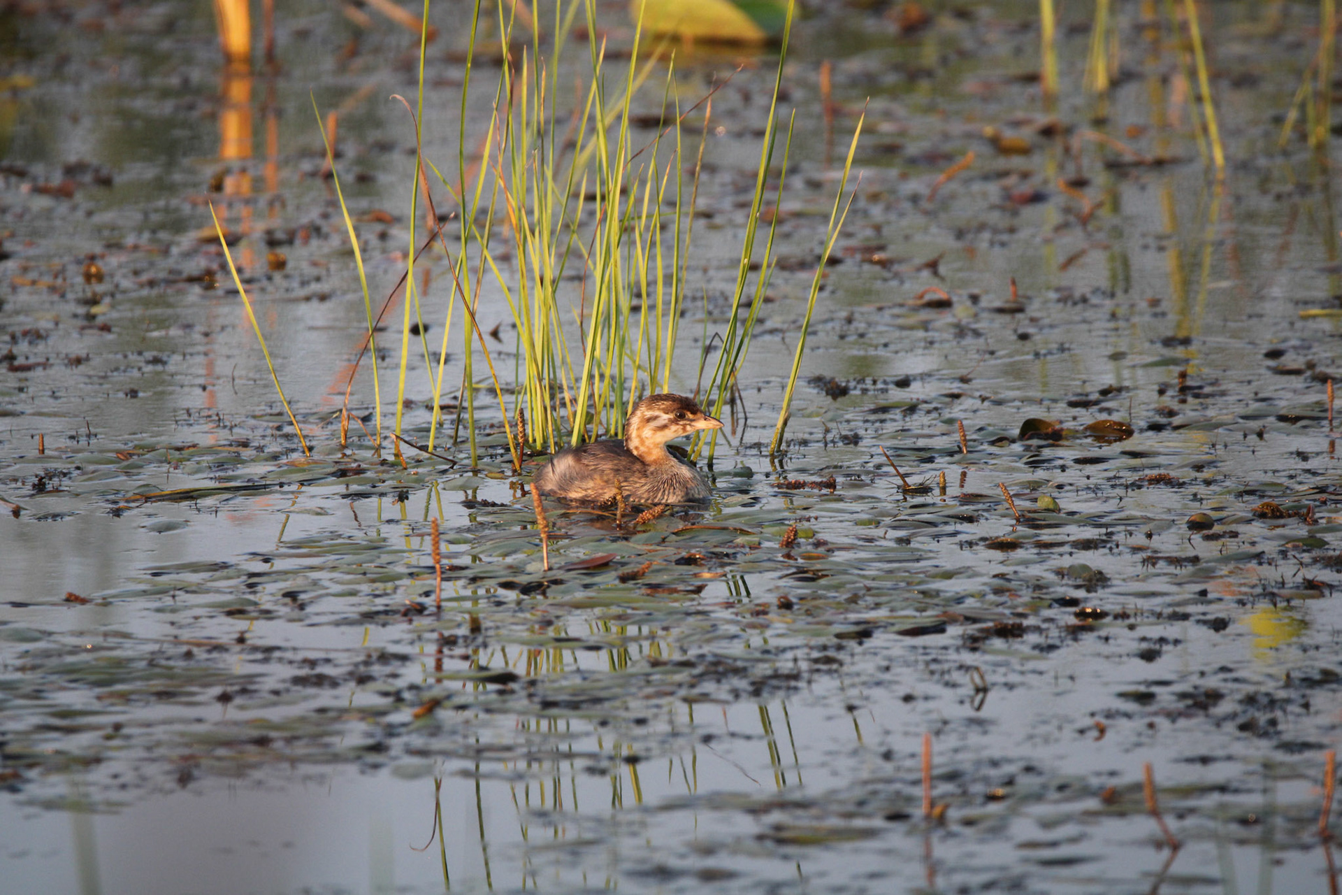 Pied-billed Grebe