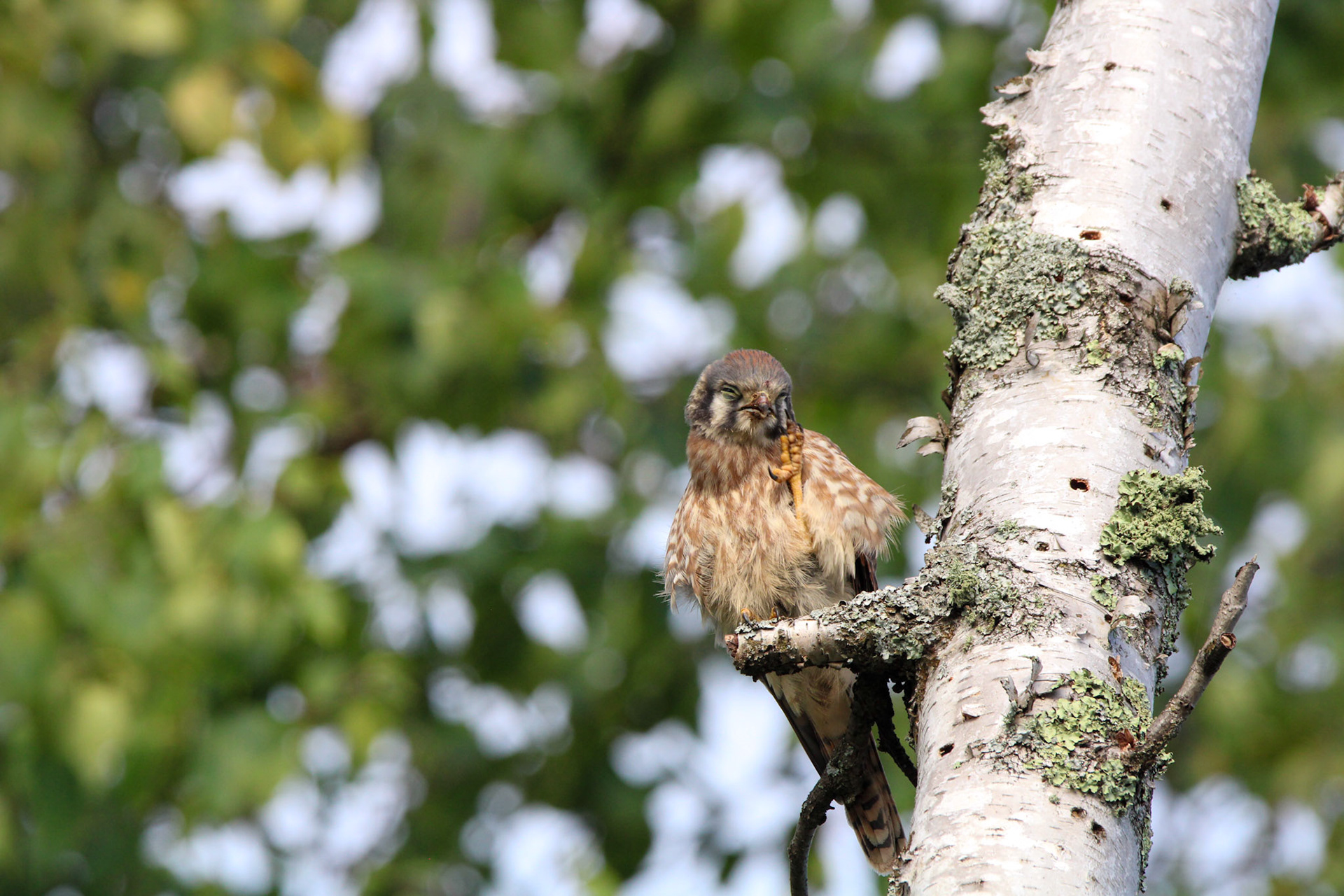American Kestrel - Shipwreck Creek Campground