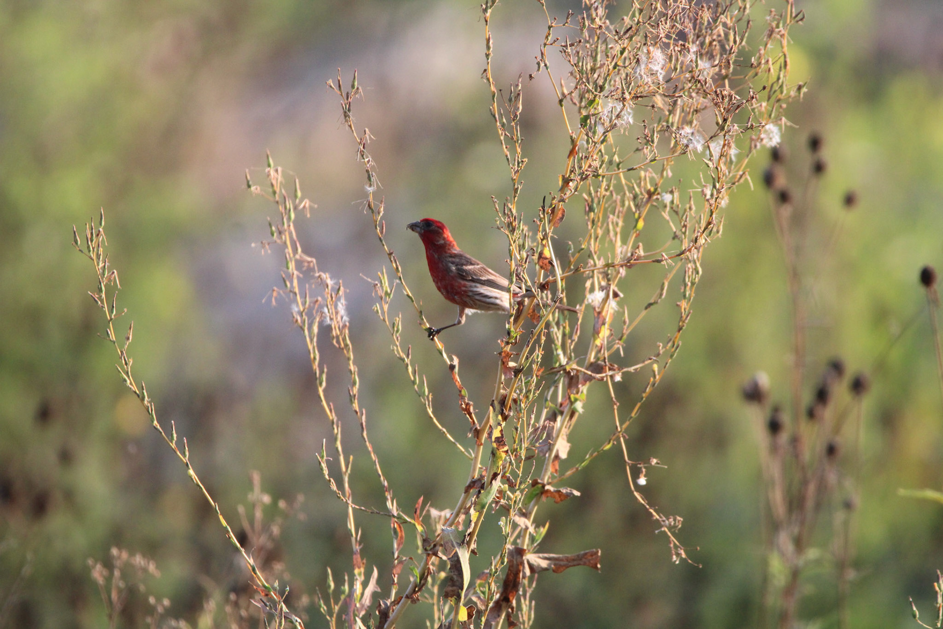 House Finch