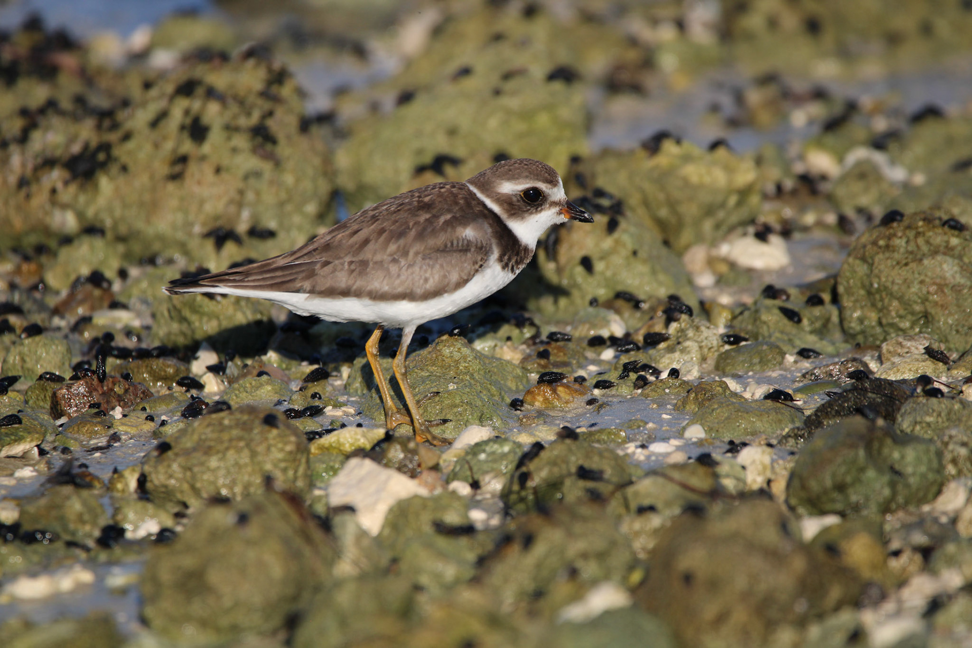 Semipalmated Plover
