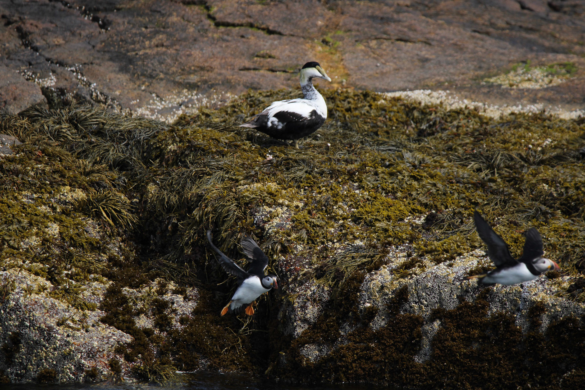 Common Eider and Atlantic Puffin
