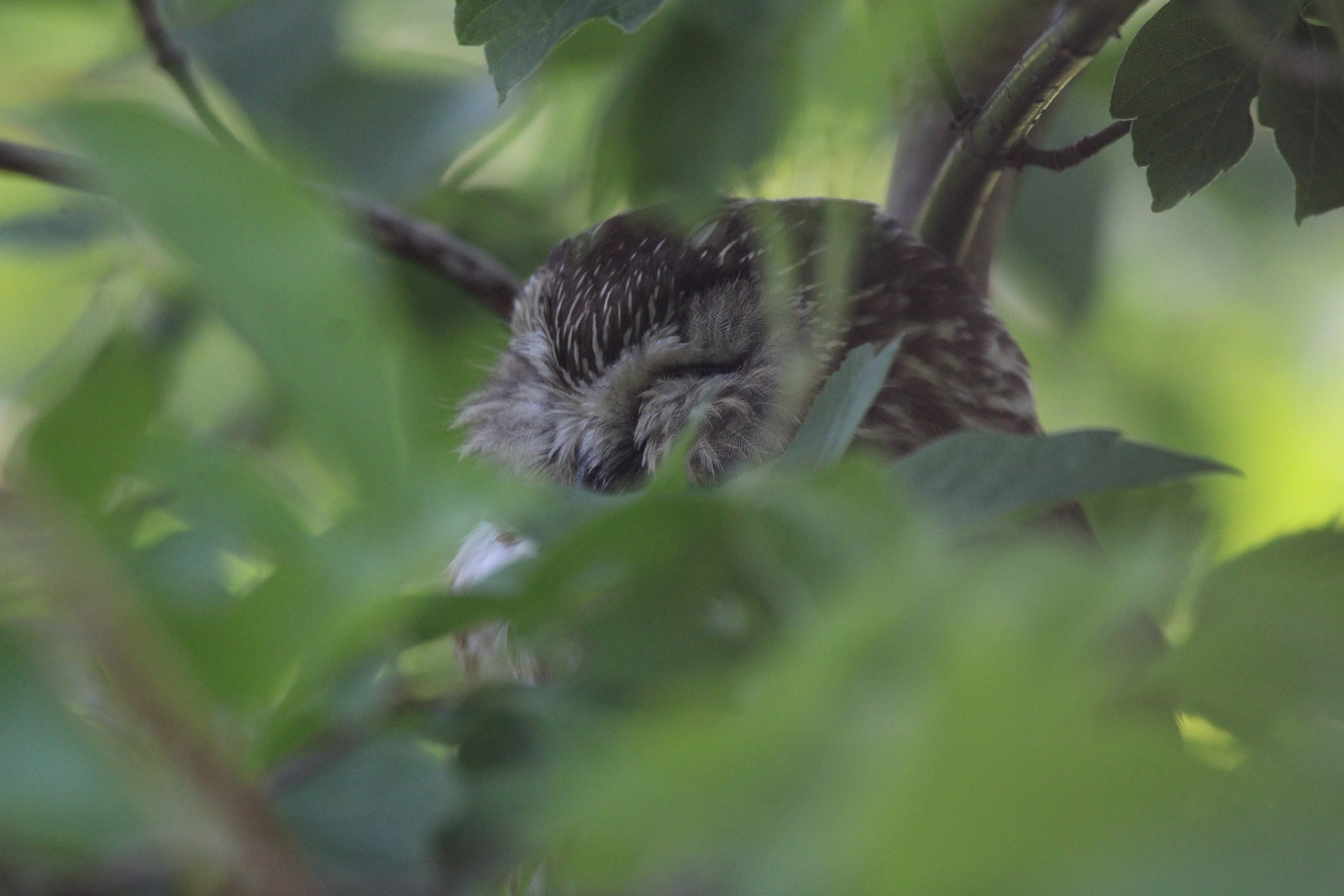 Northern Saw-whet Owl