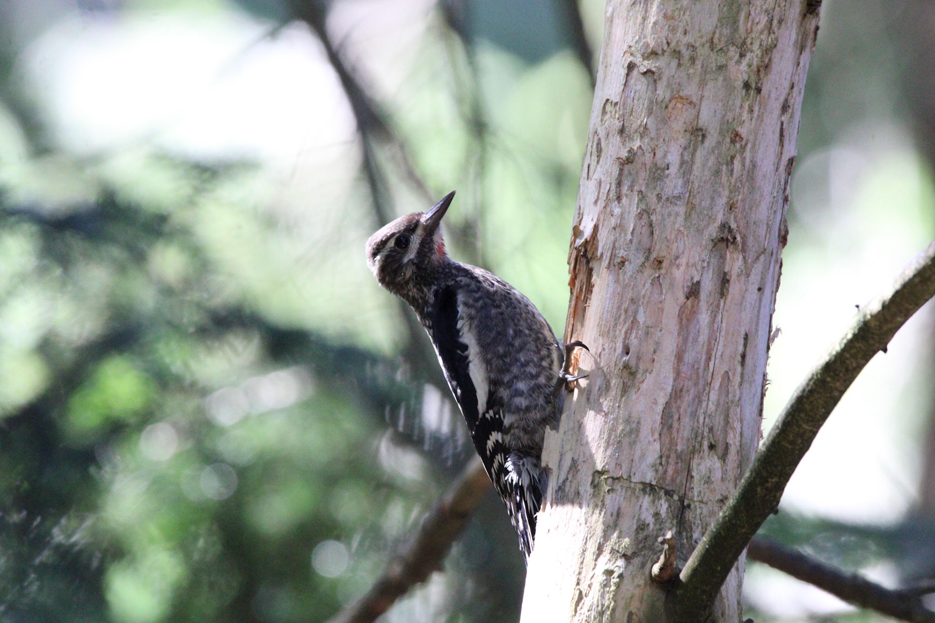Yellow-bellied Sapsucker