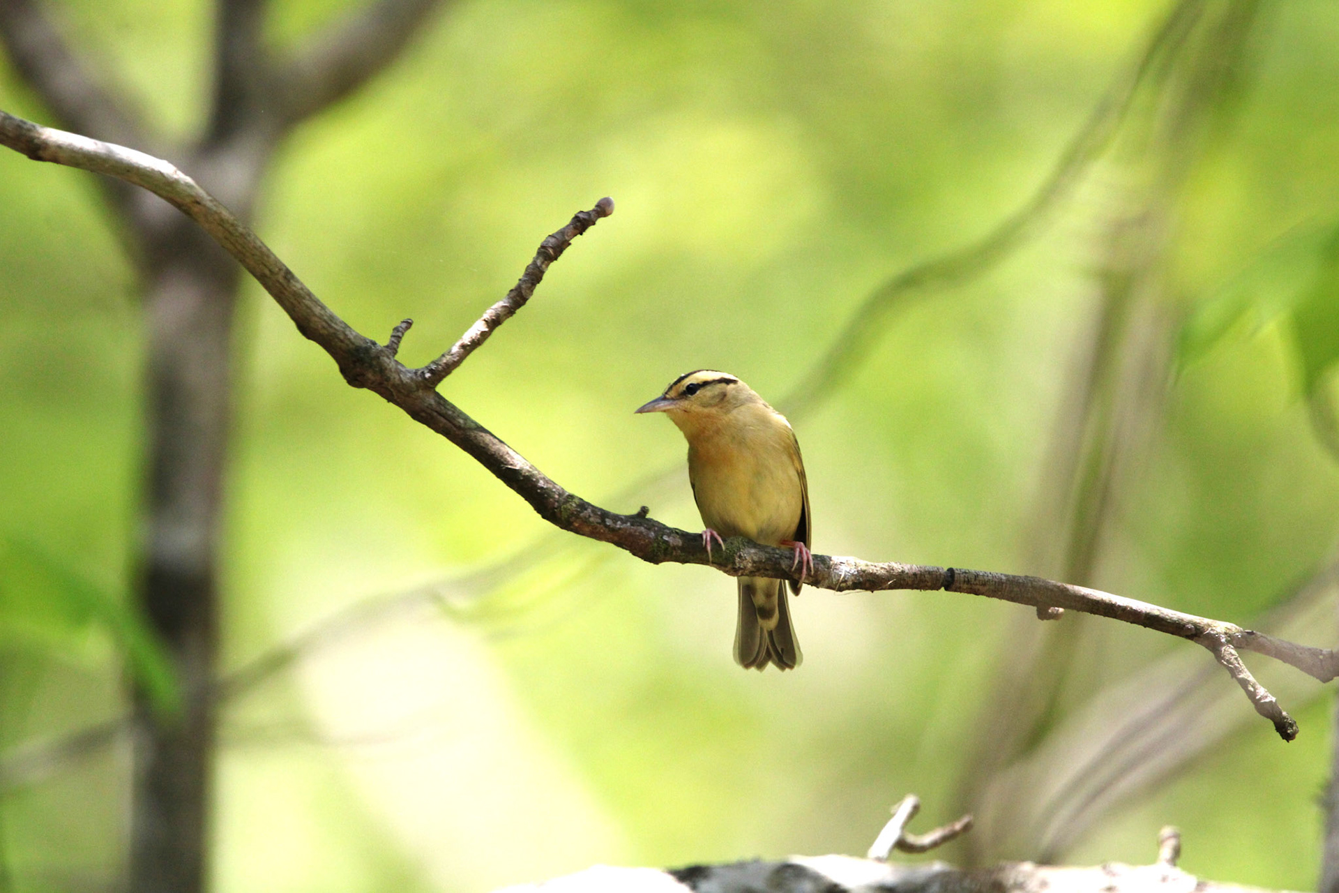 Worm-eating Warbler