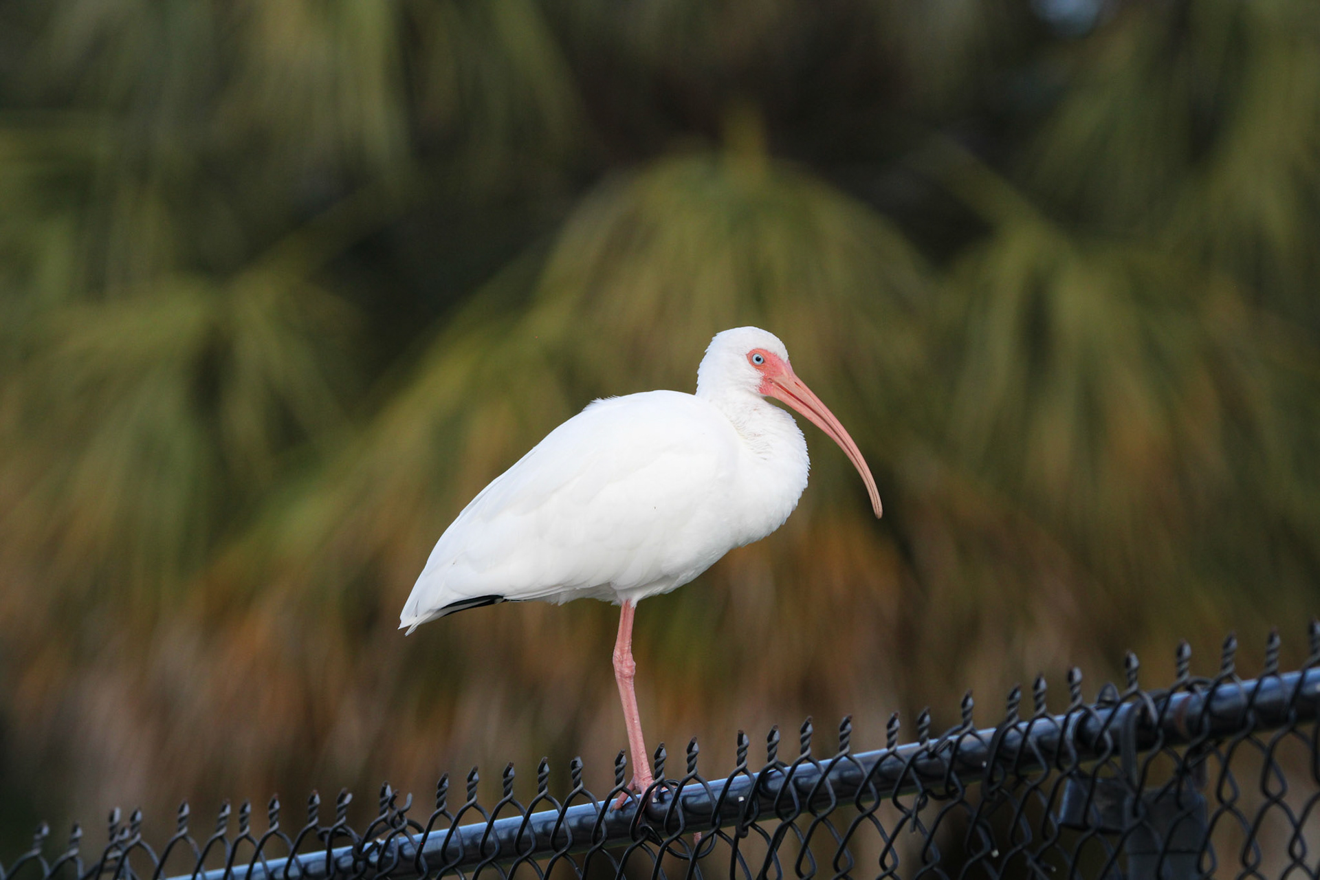 White Ibis
