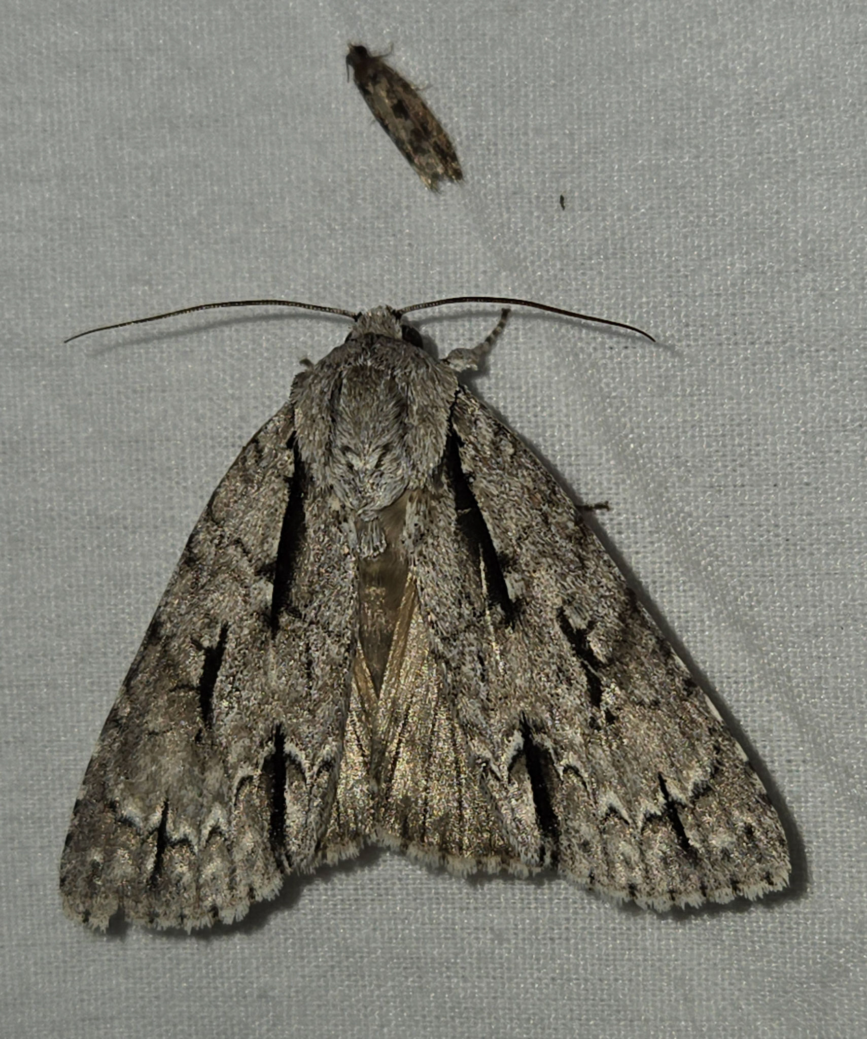 Greater Oak Dagger Moth