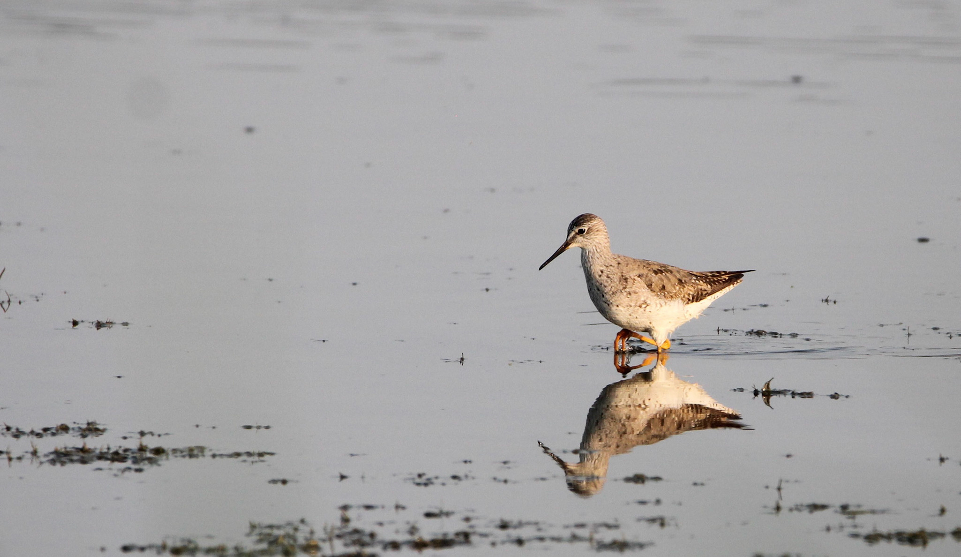 Lesser Yellowlegs