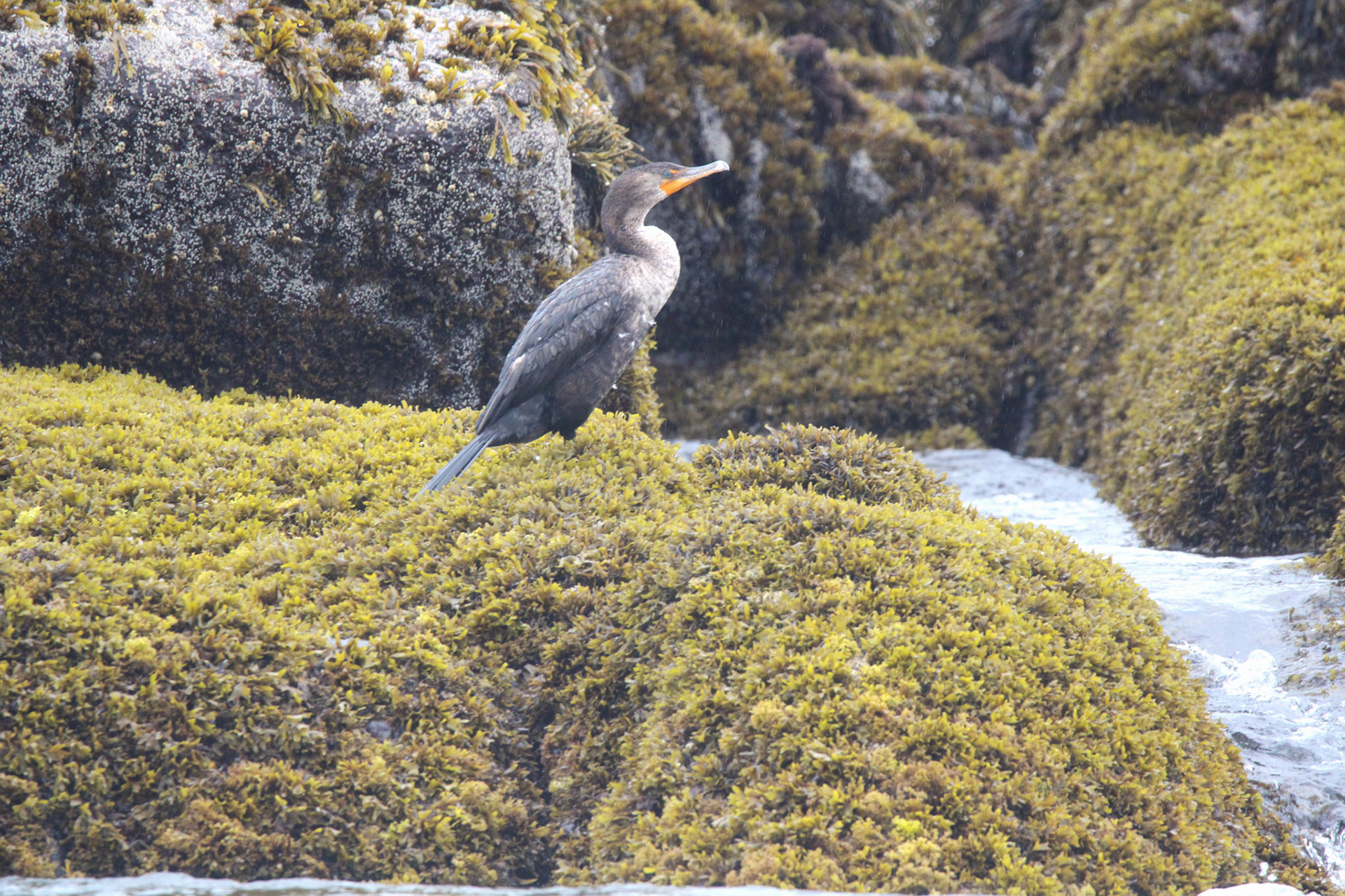 Double-crested Cormorant