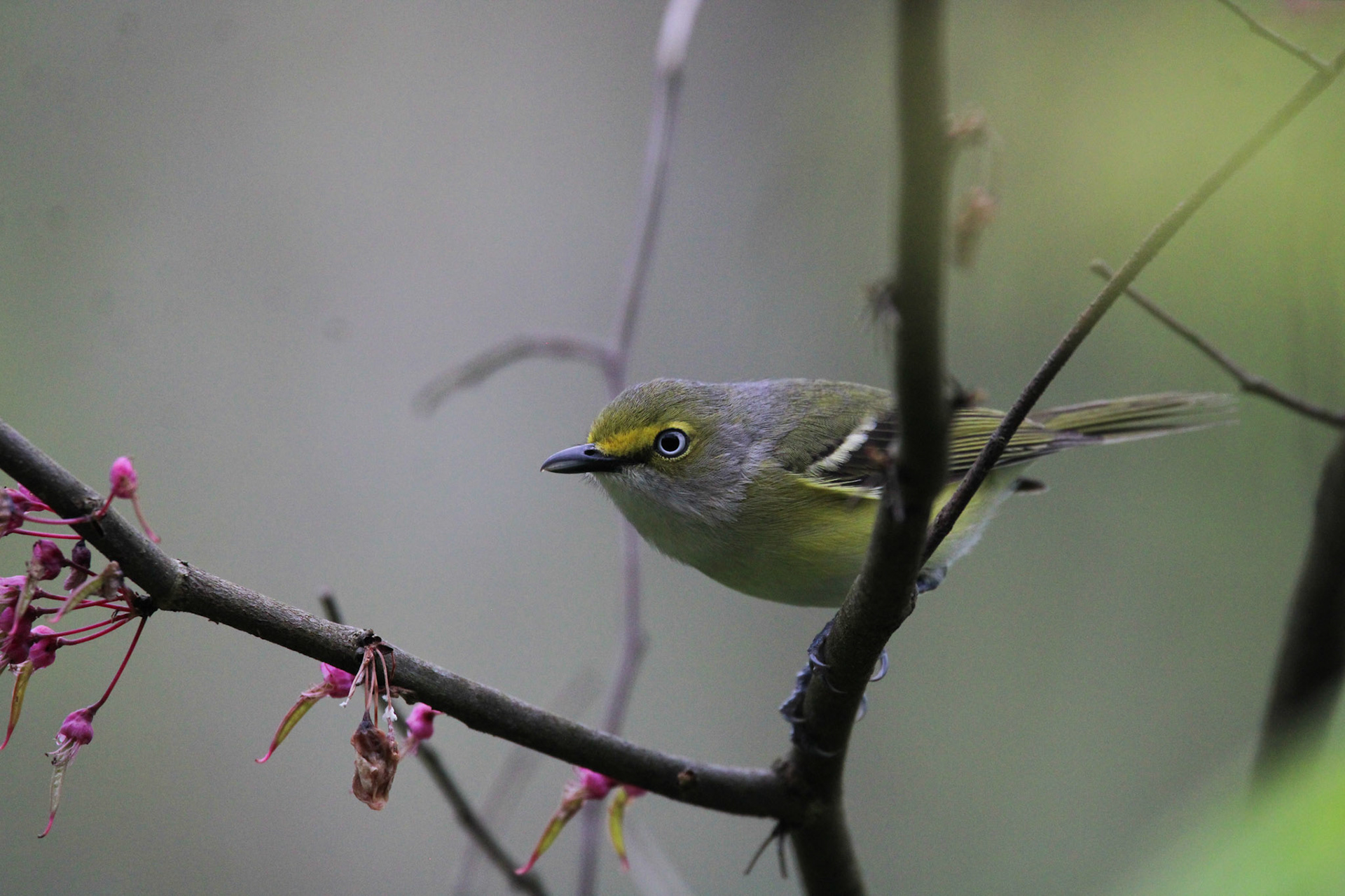 White-eyed Vireo