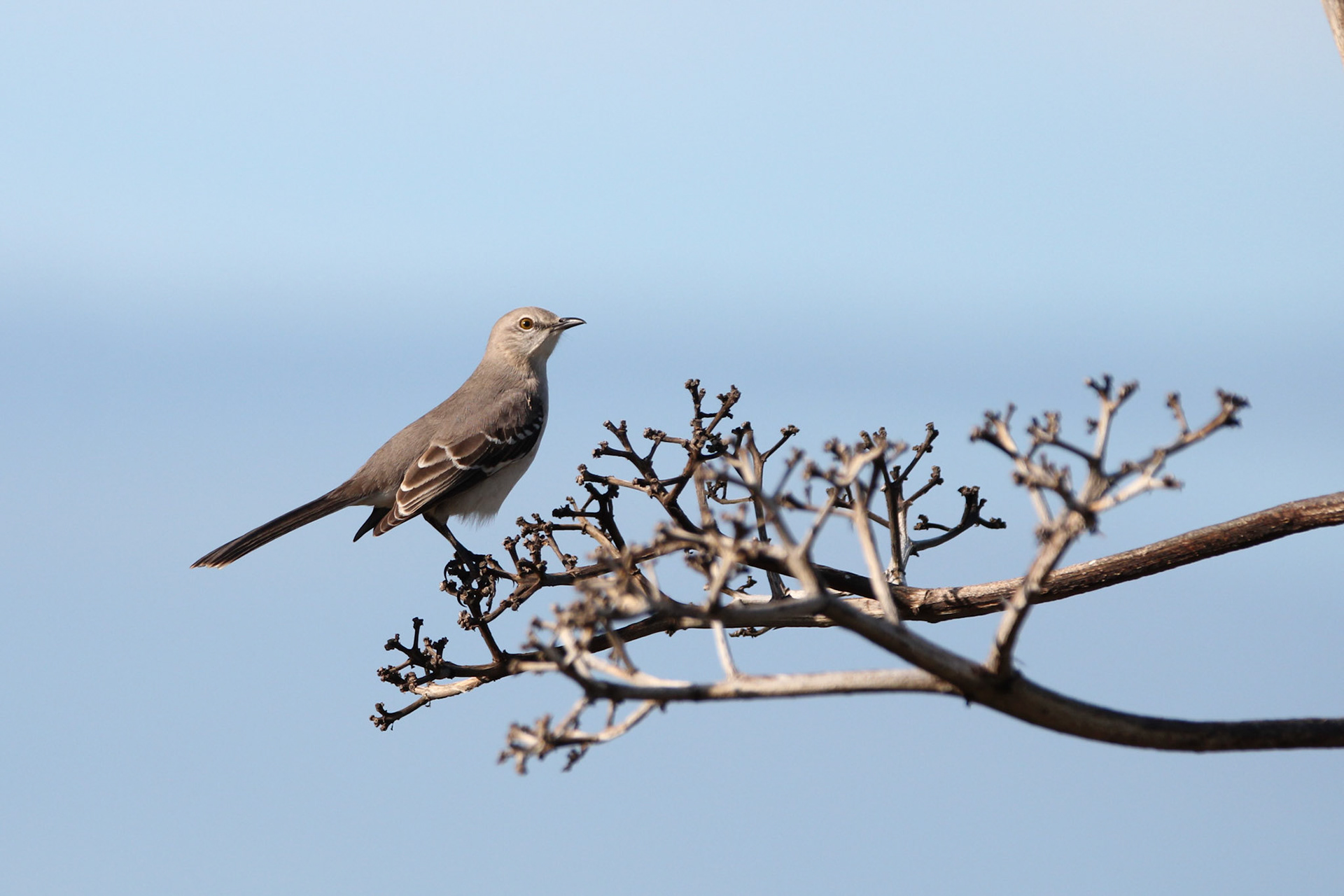Northern Mockingbird