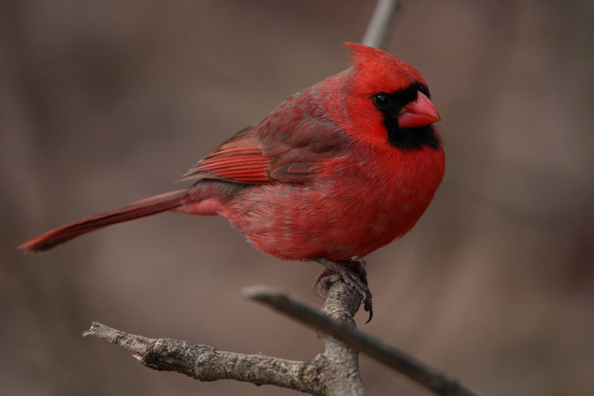 Northern Cardinal