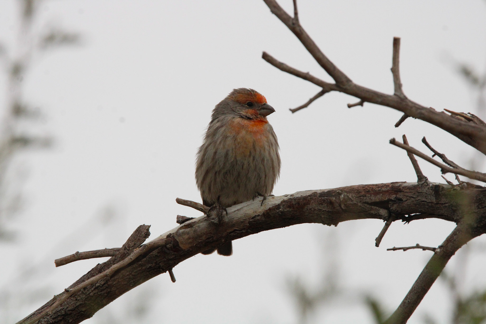 House Finch