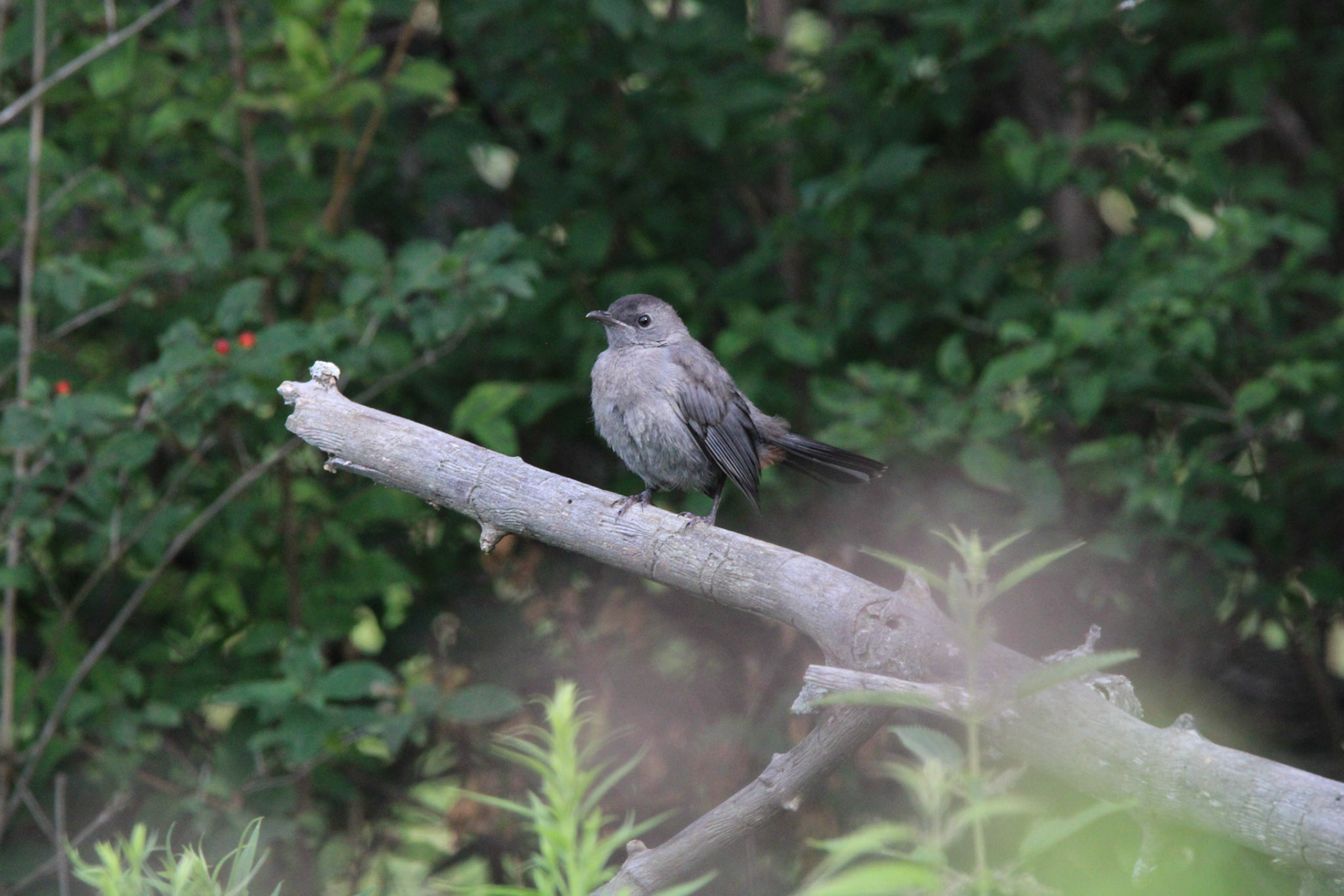 Gray Catbird