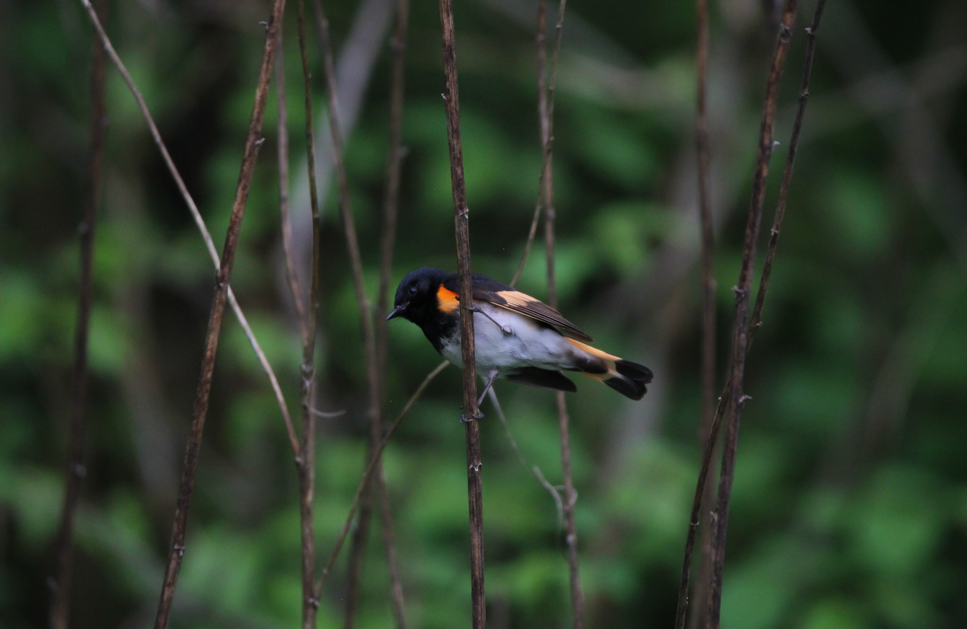 American Redstart