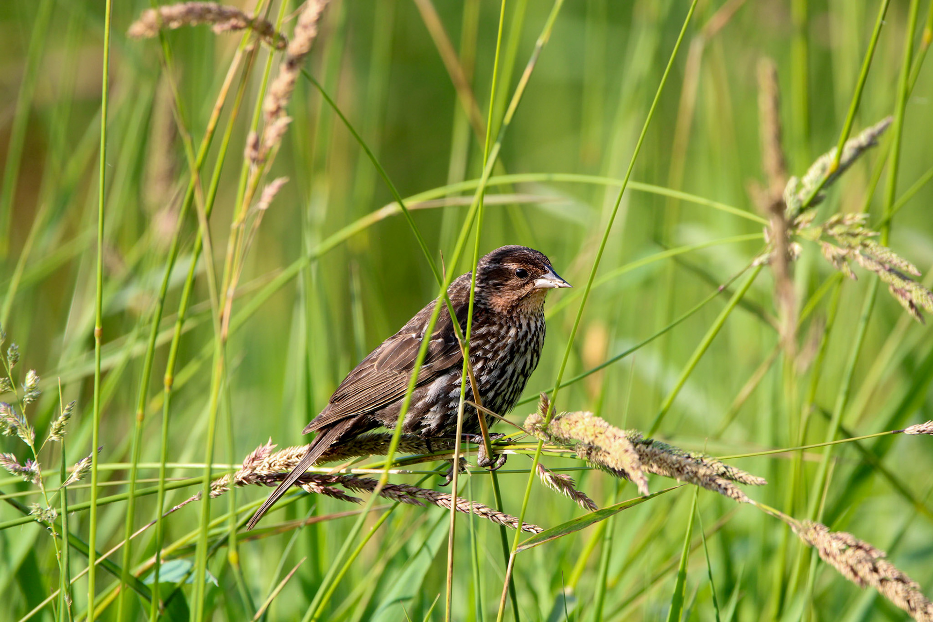 Red-winged Blackbird