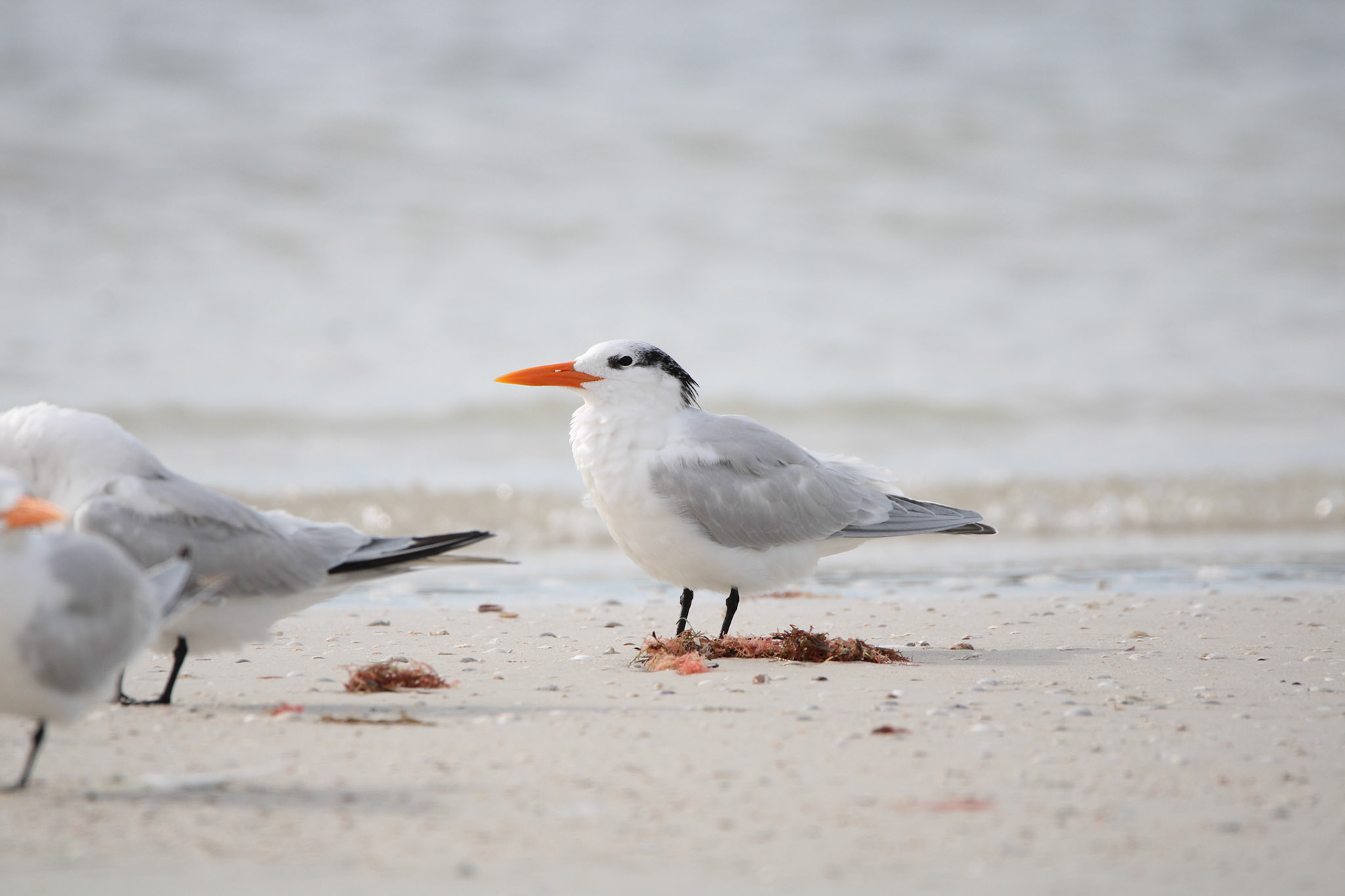 Royal Tern