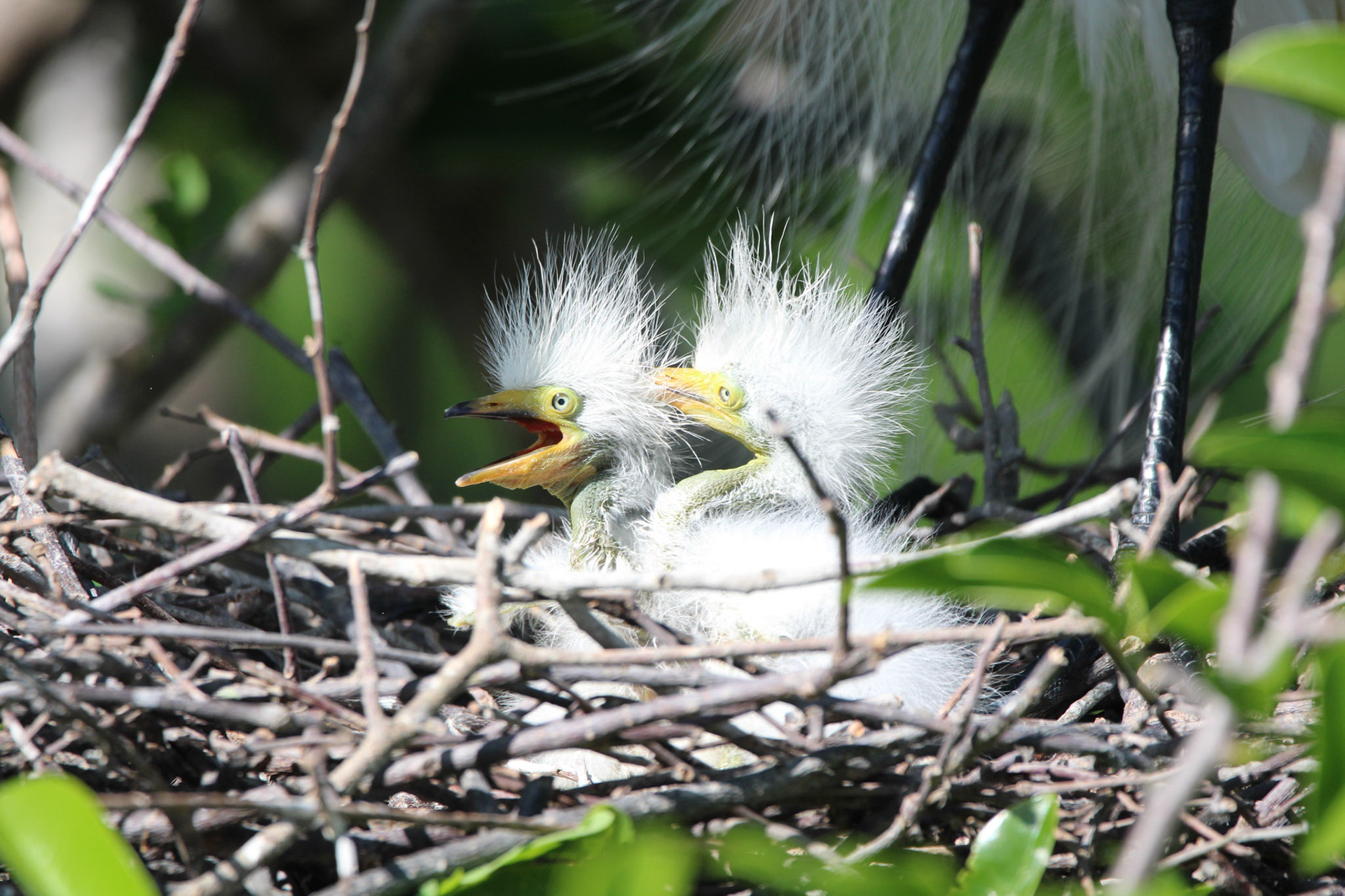 Great Egret - Wakodahatchee Wetlands