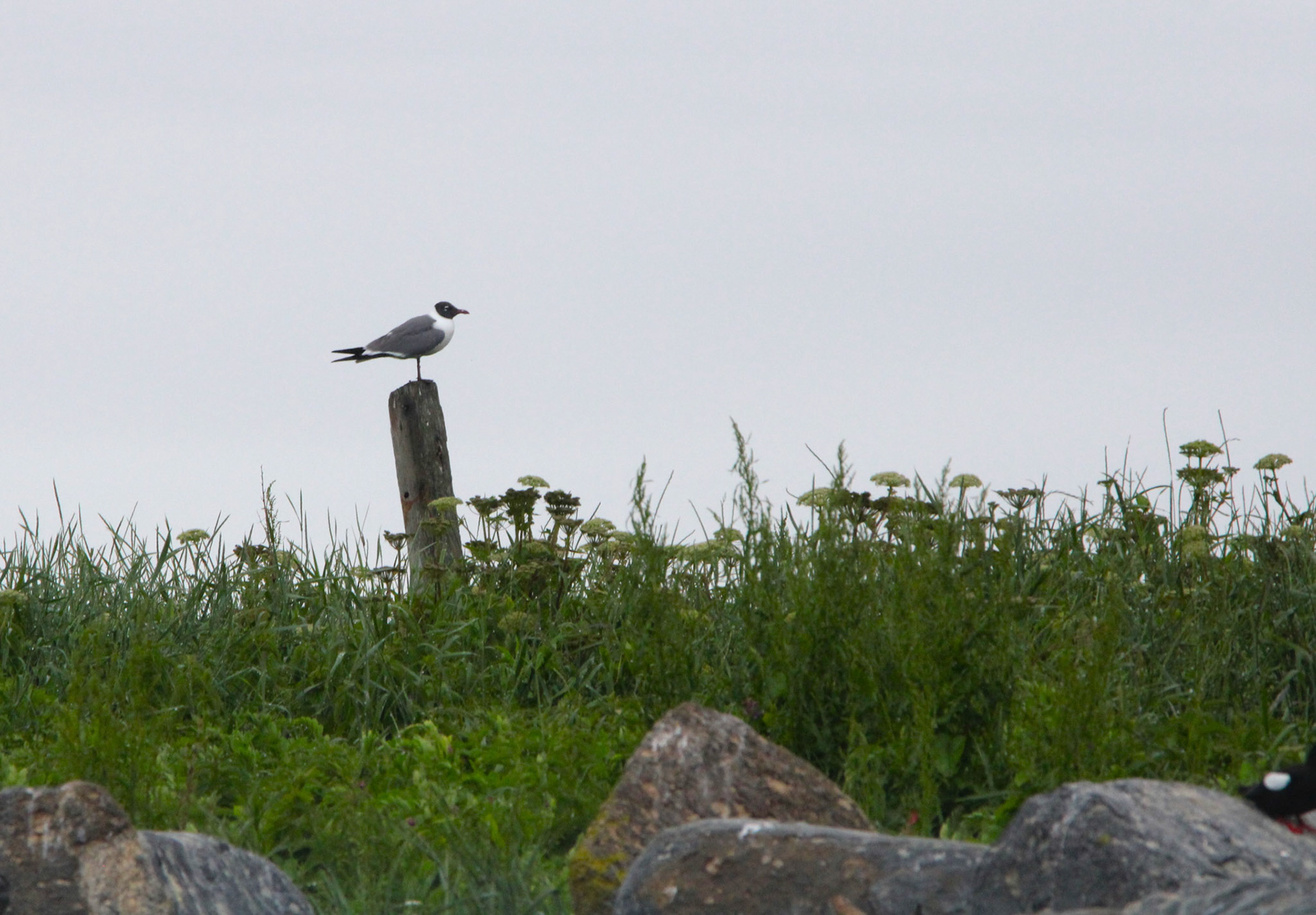 Laughing Gull