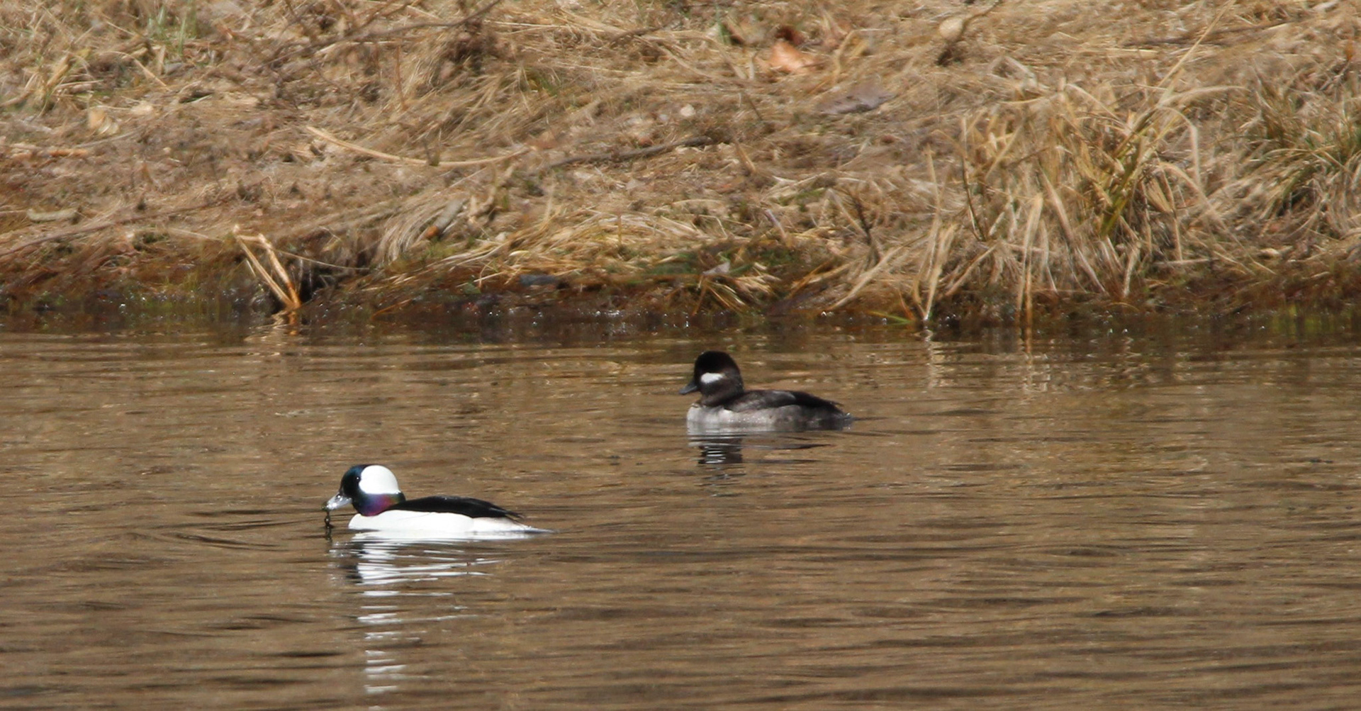 Bufflehead