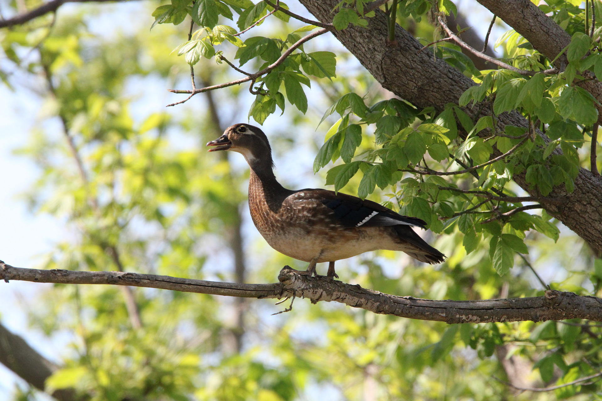 Wood Duck (F)