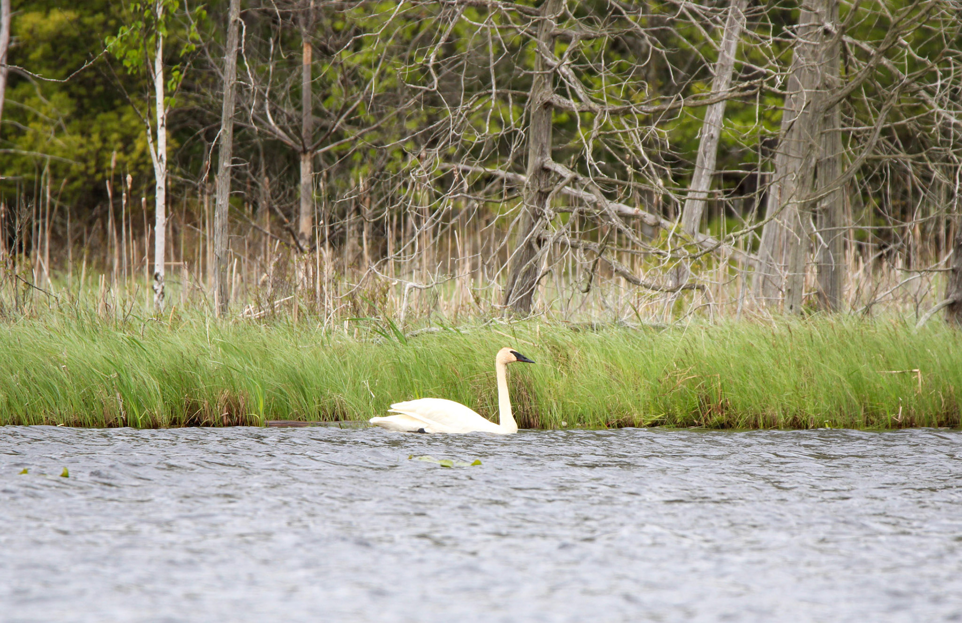 Trumpeter Swan
