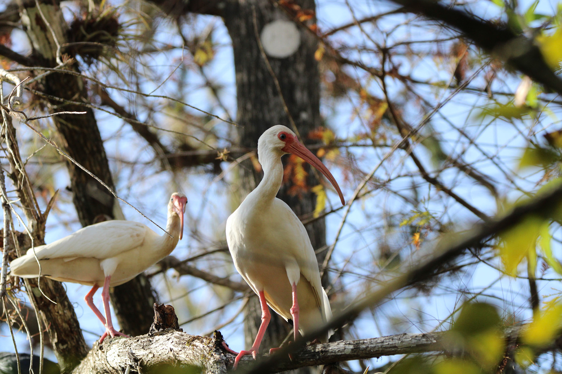 White Ibis