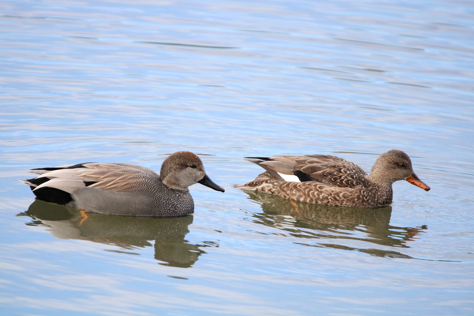 Gadwall