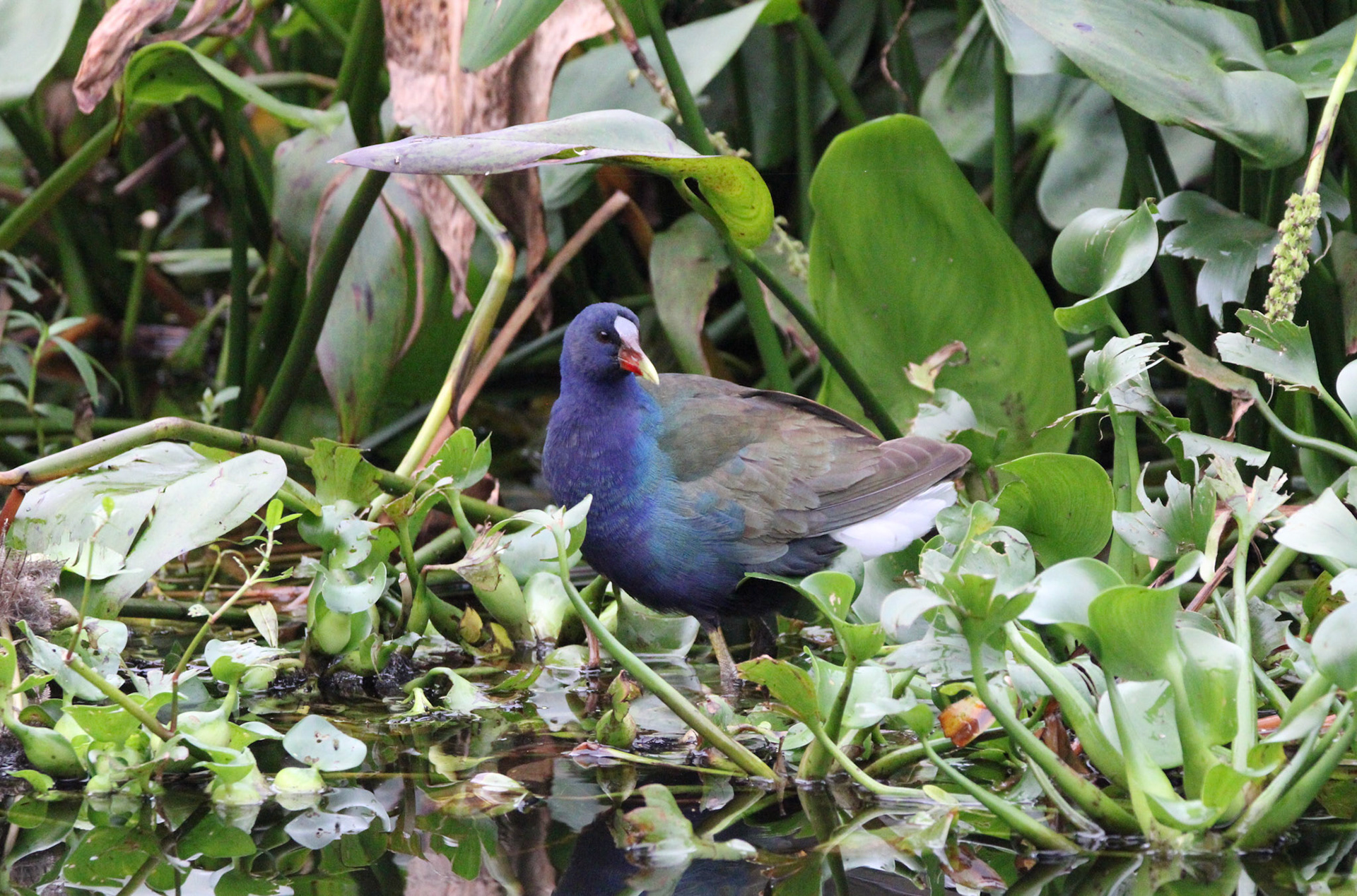 Purple Gallinule