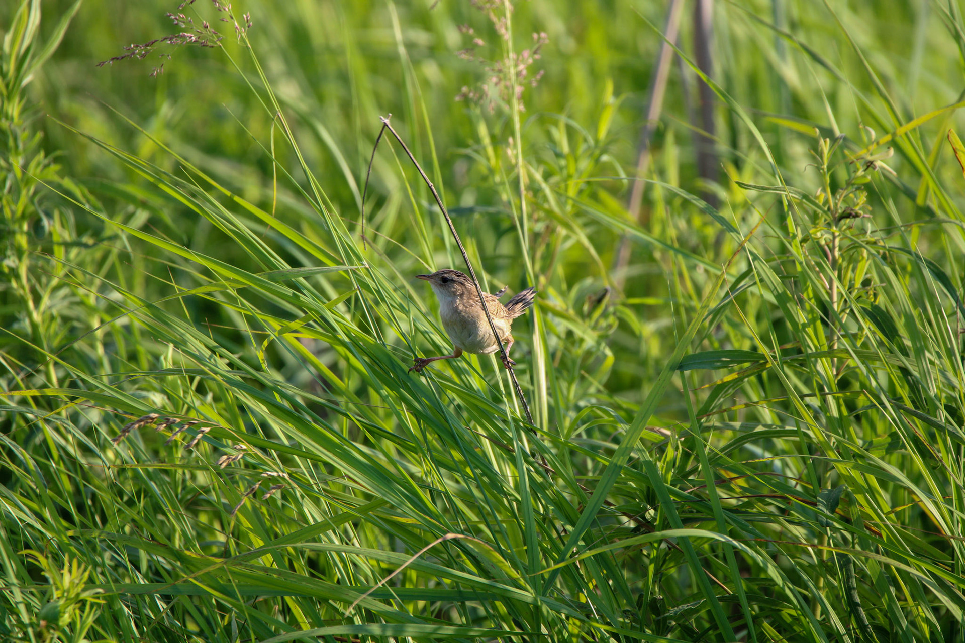 Sedge Wren