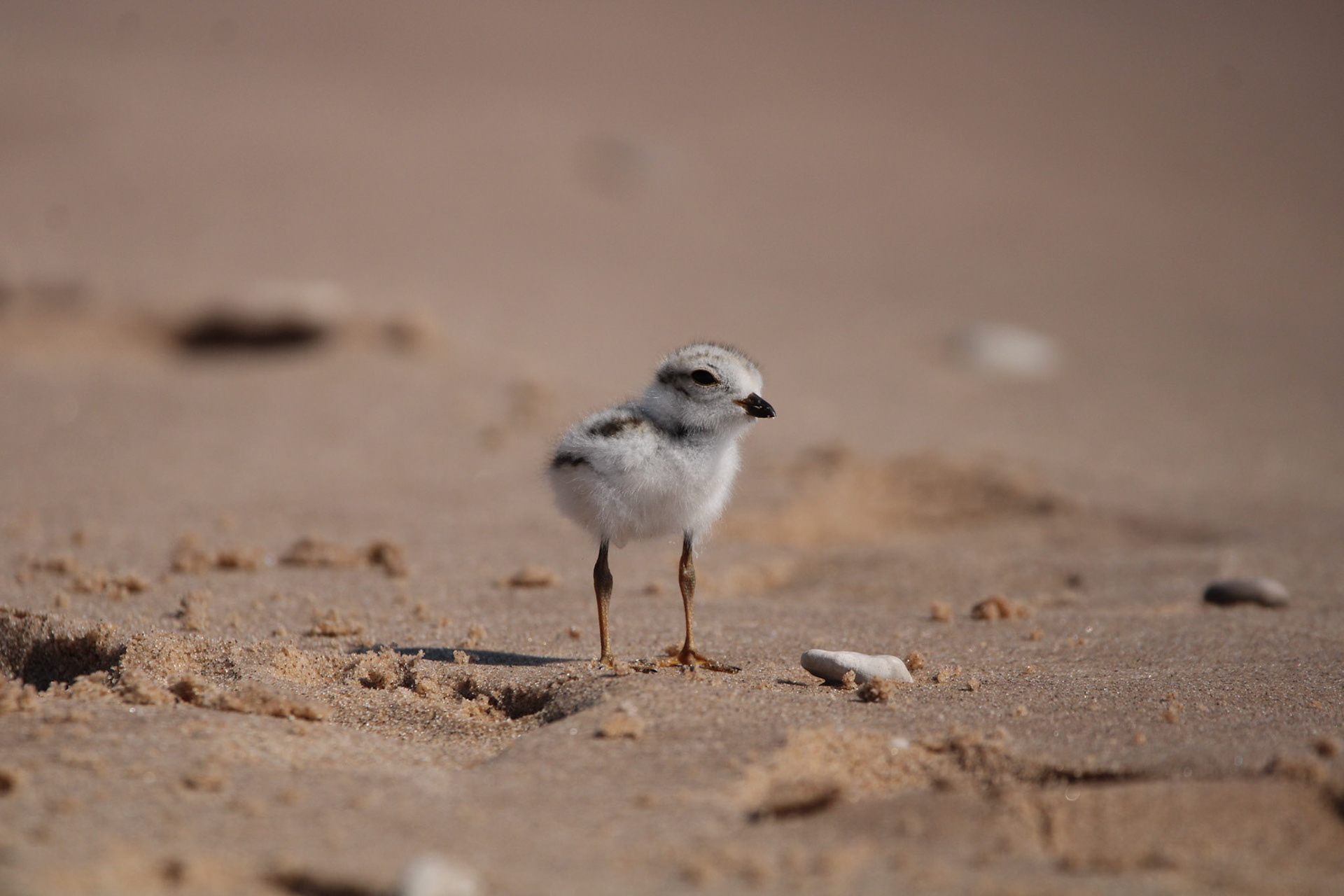 Piping Plover