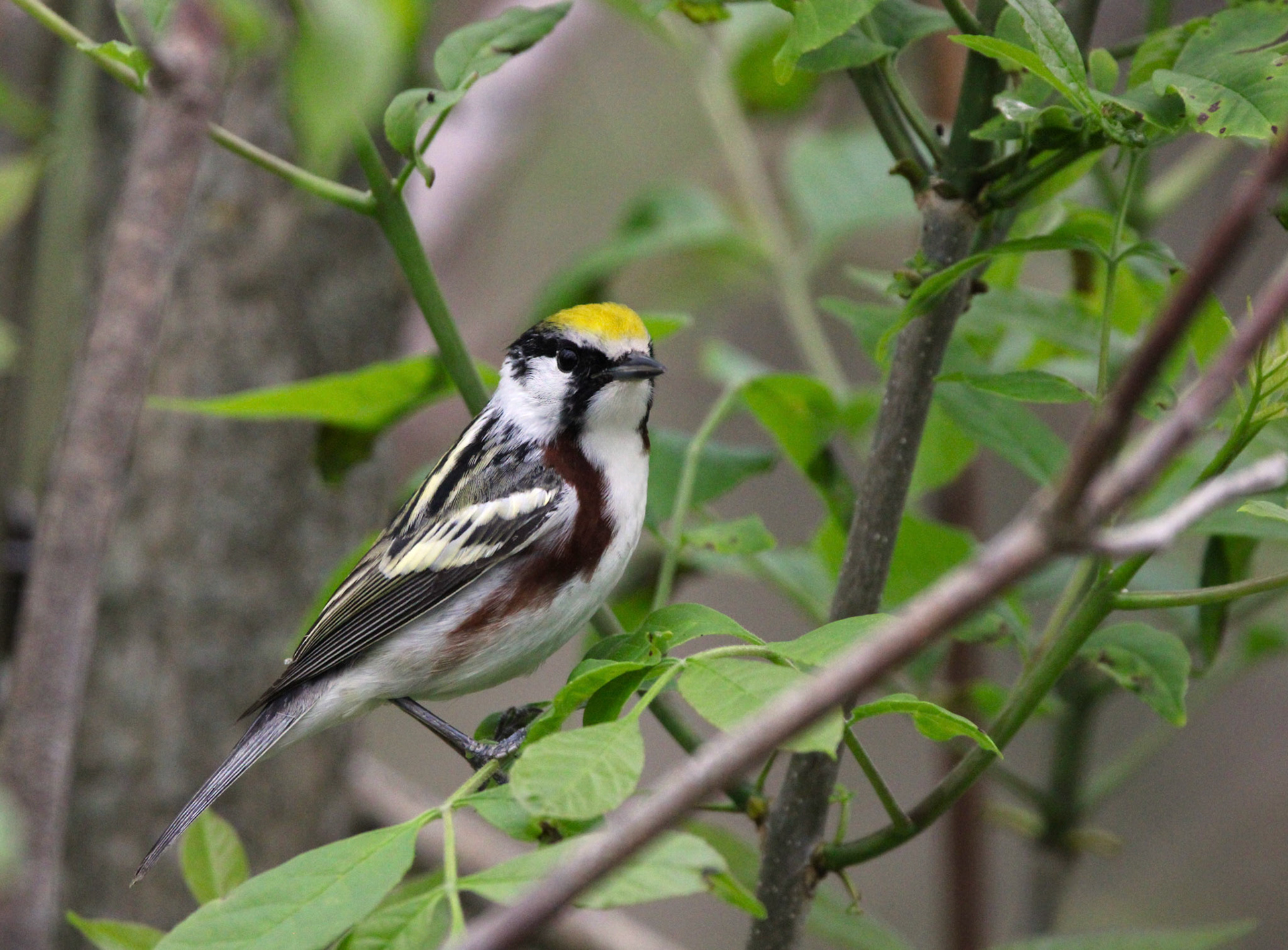 Chestnut-sided Warbler
