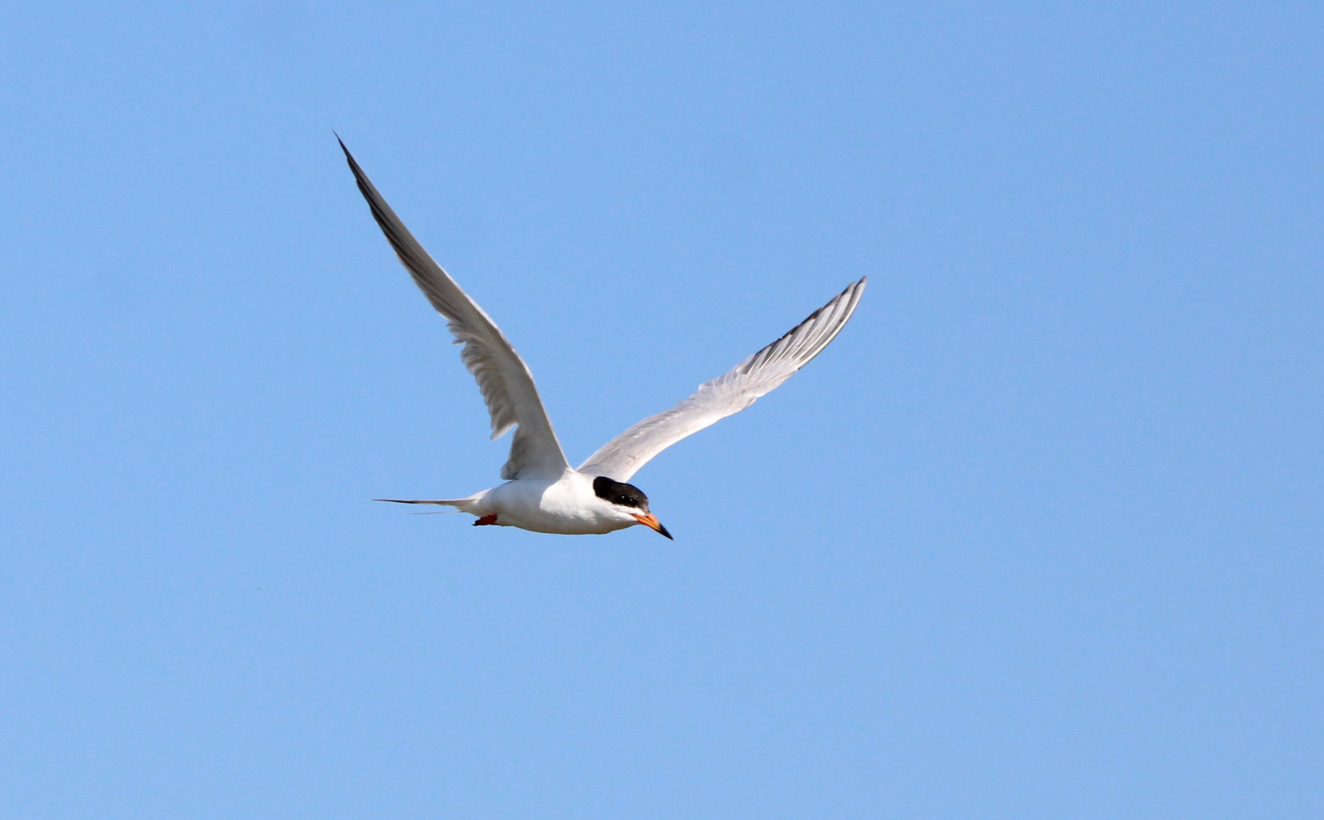 Common Tern