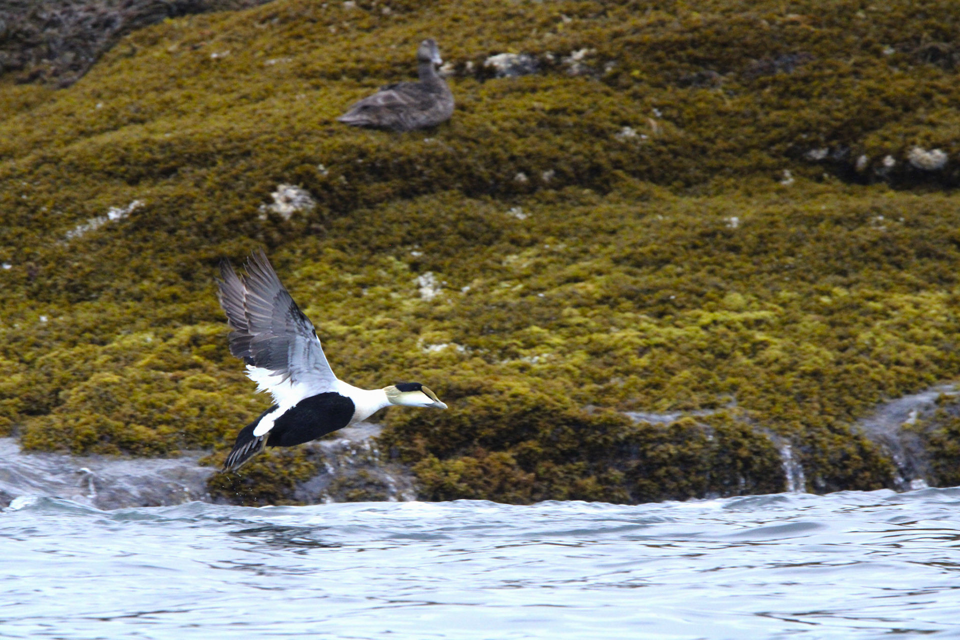 Common Eider