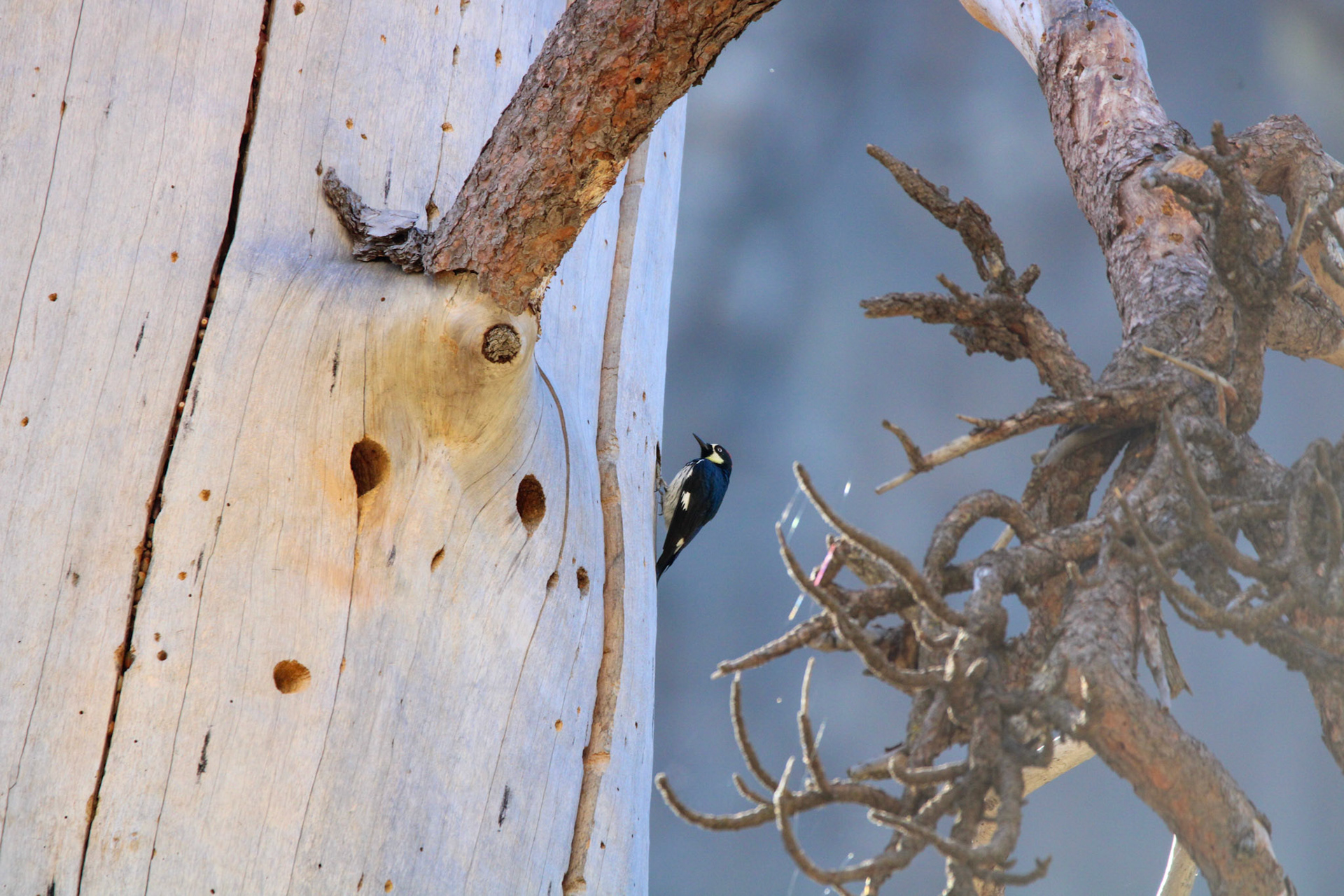 Acorn Woodpecker - Yosemite Valley