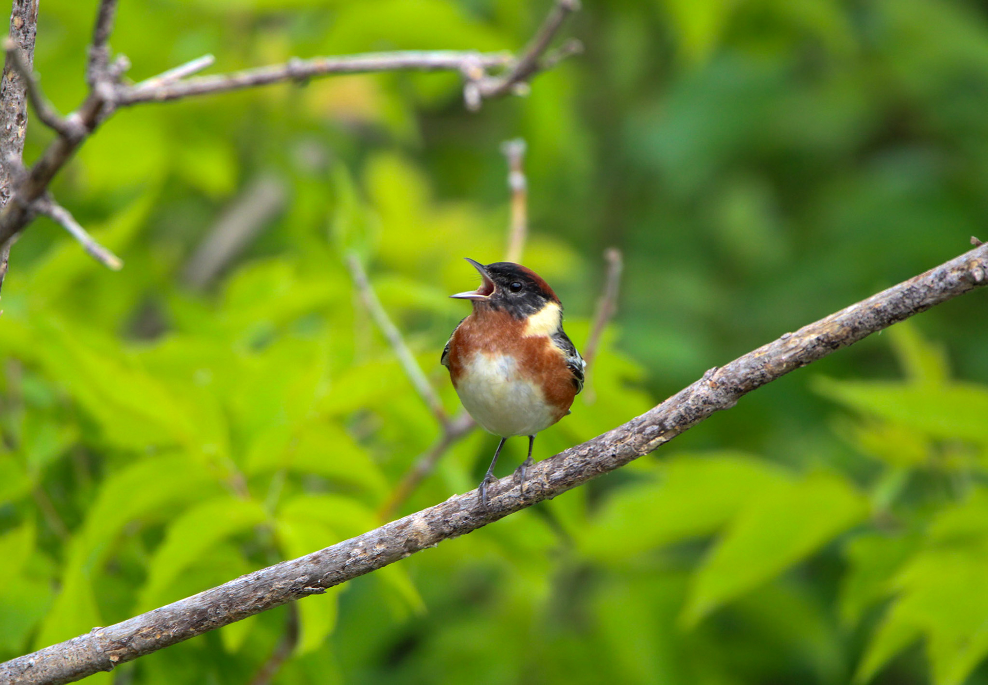 Bay-breasted Warbler