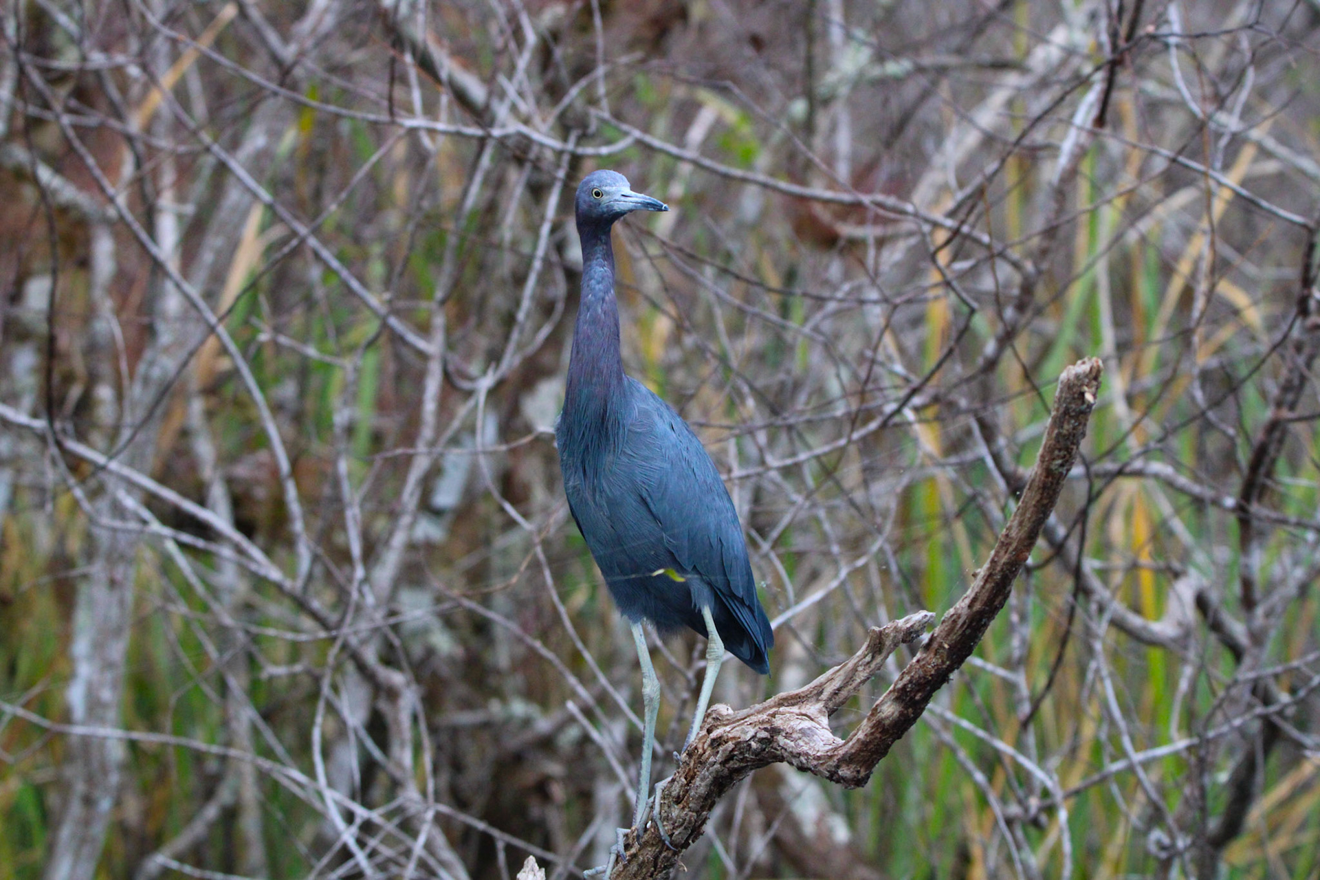 Little Blue Heron