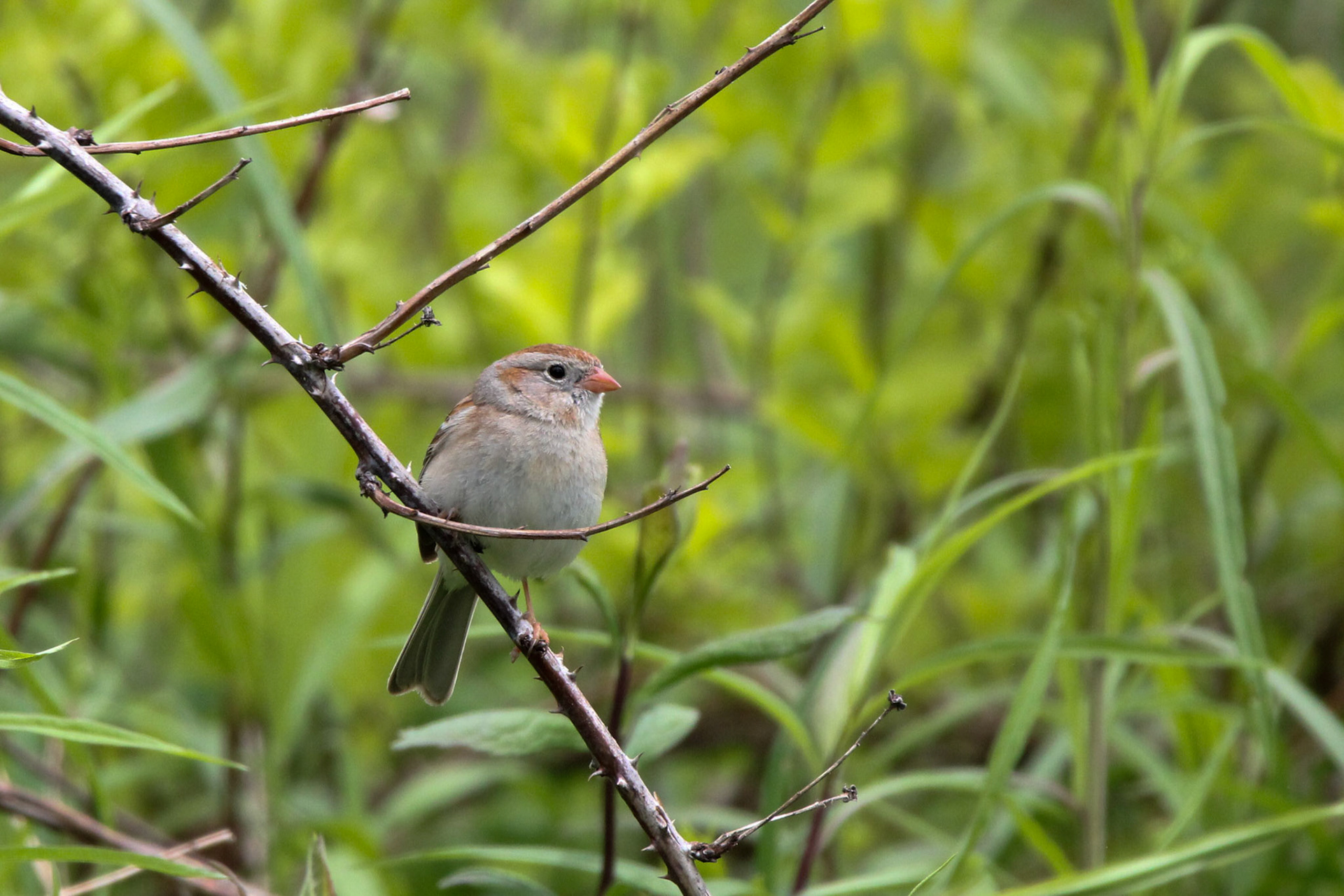 Field Sparrow