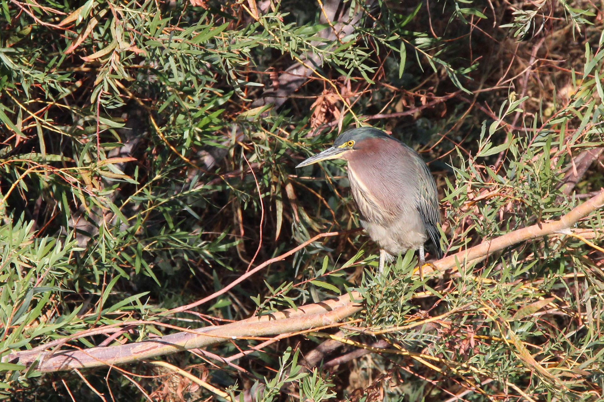 Green Heron