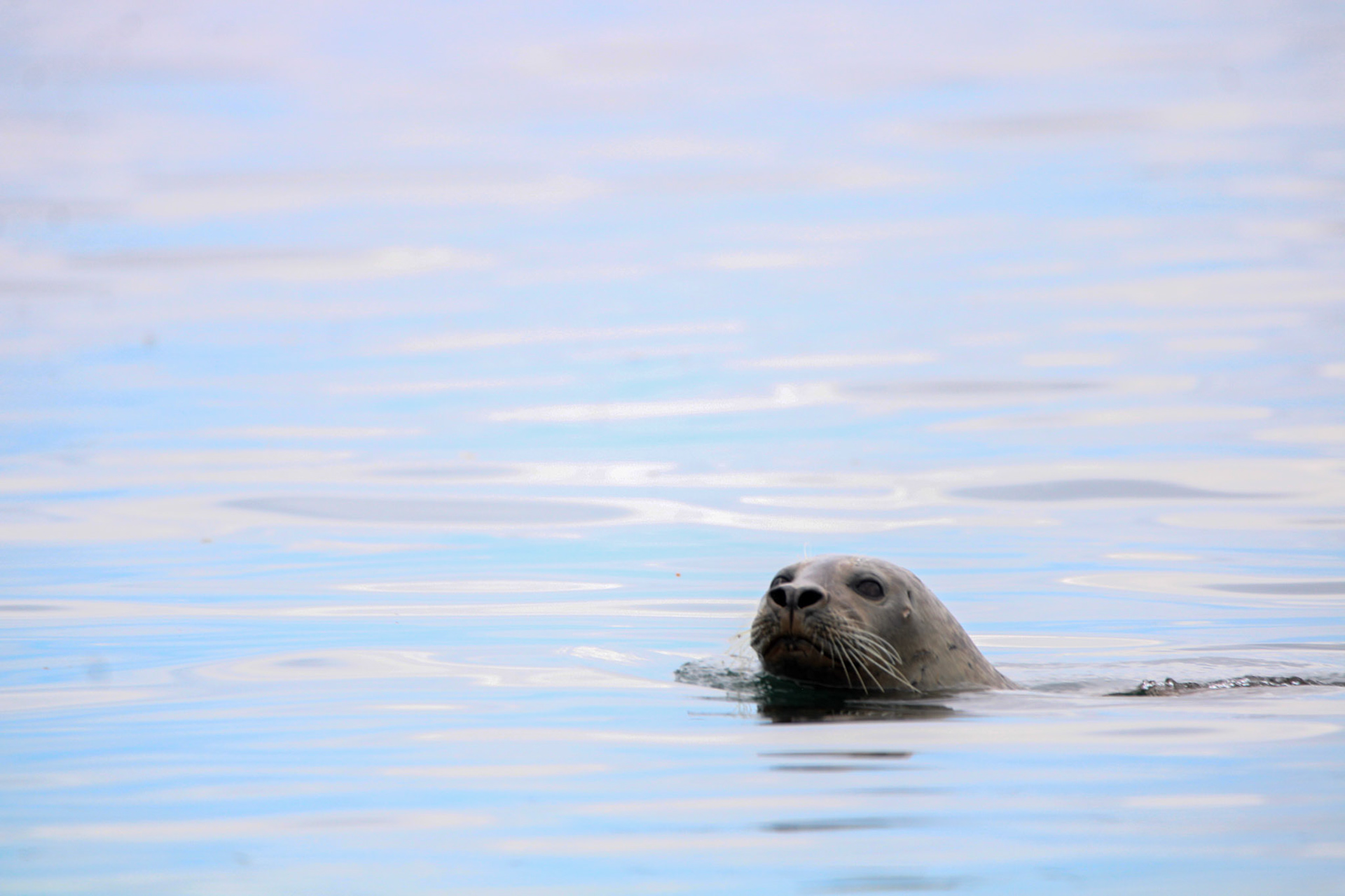 Harbor Seal