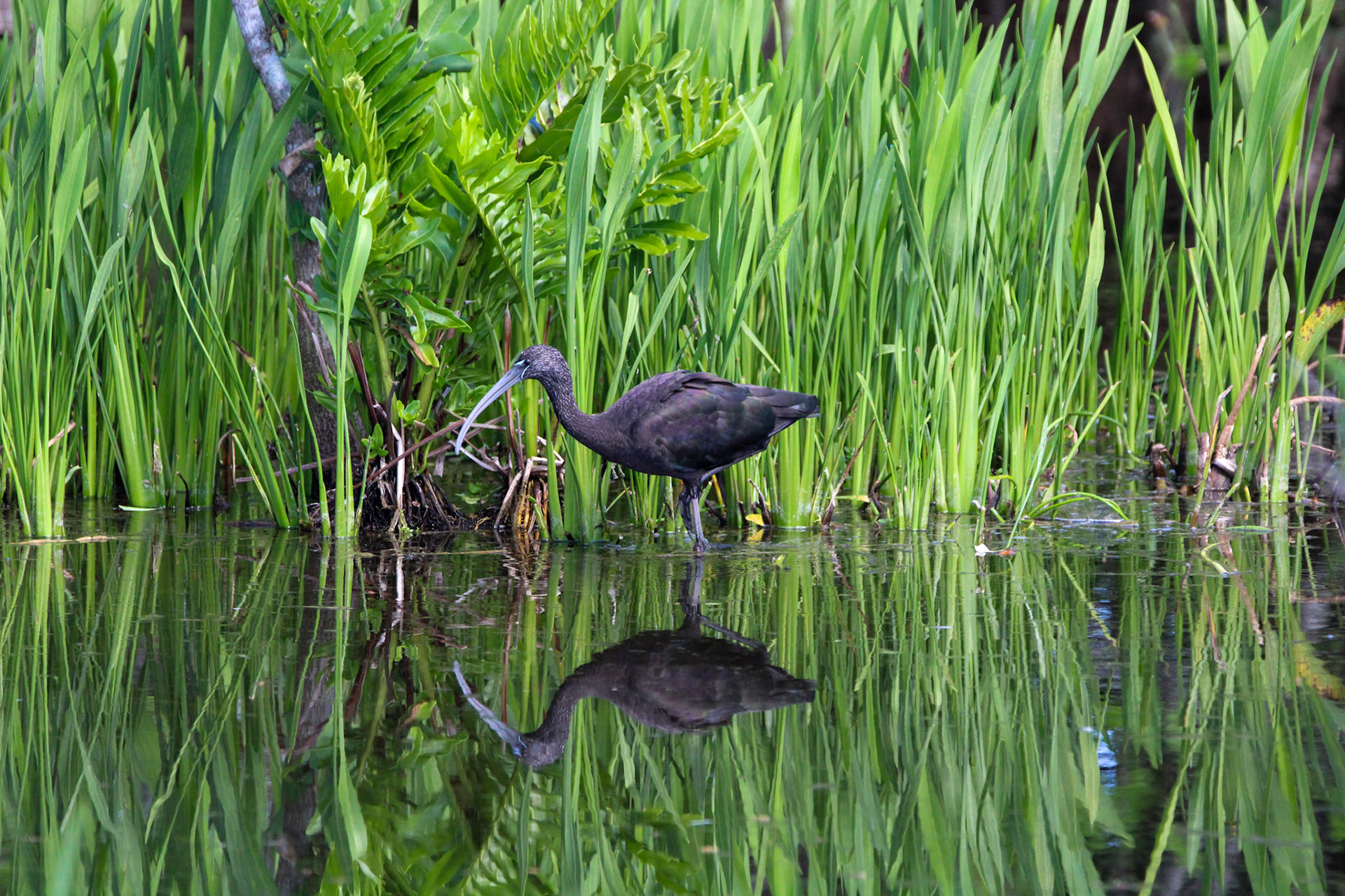 Glossy Ibis - Wakodahatchee Wetlands