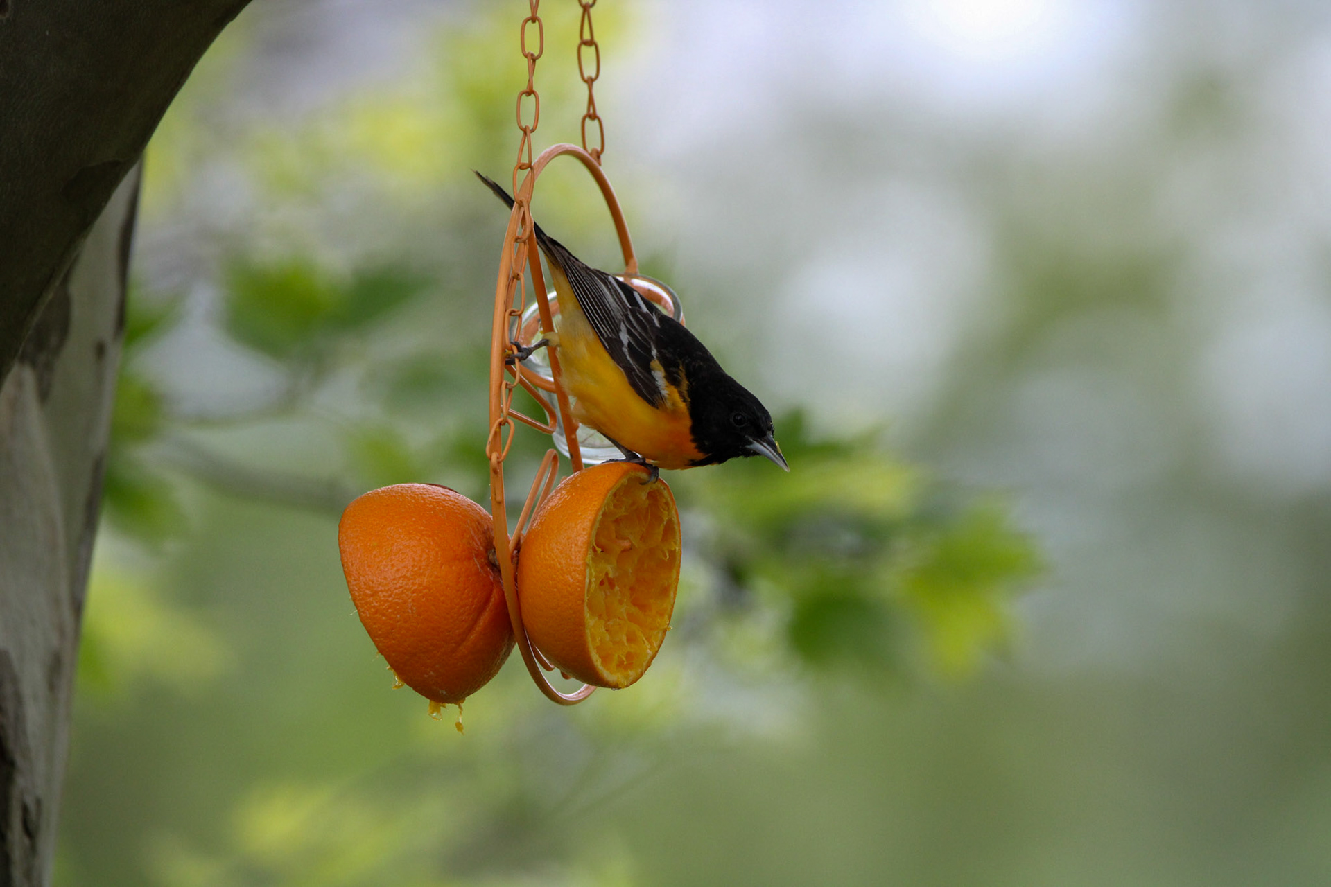 Baltimore Oriole