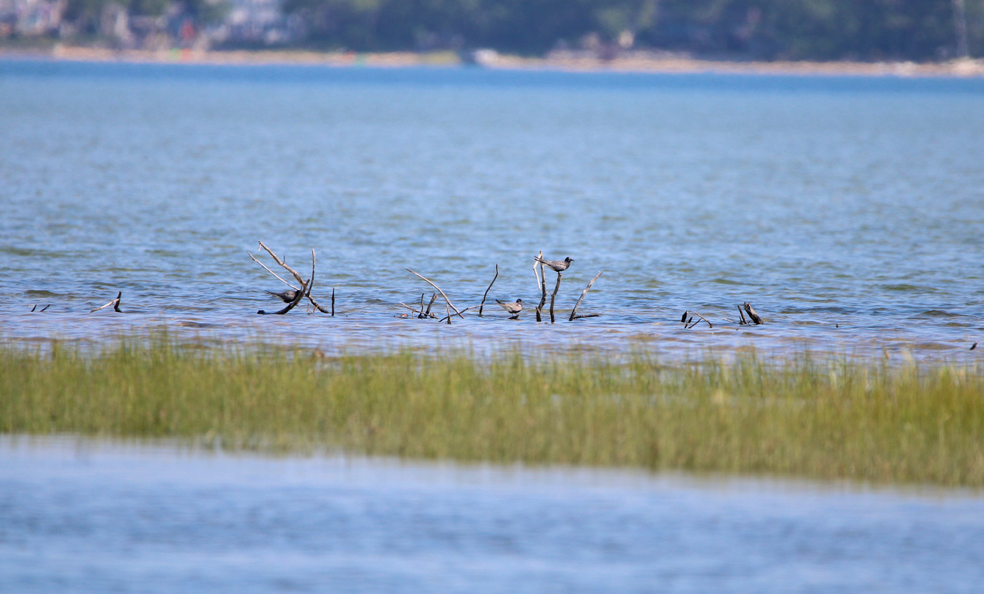 Black Tern