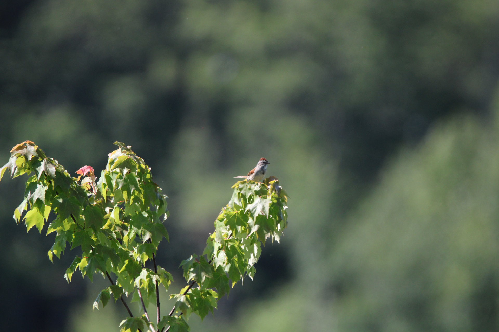 Swamp Sparrow