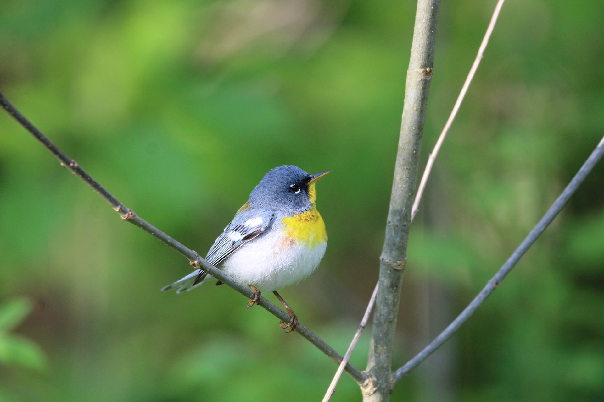 Northern Parula