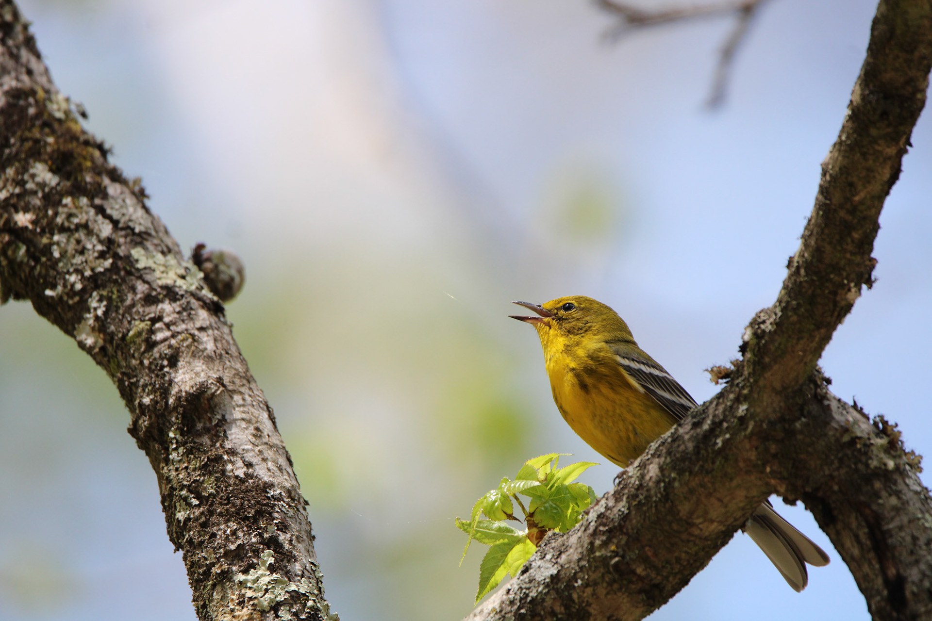 Pine Warbler
