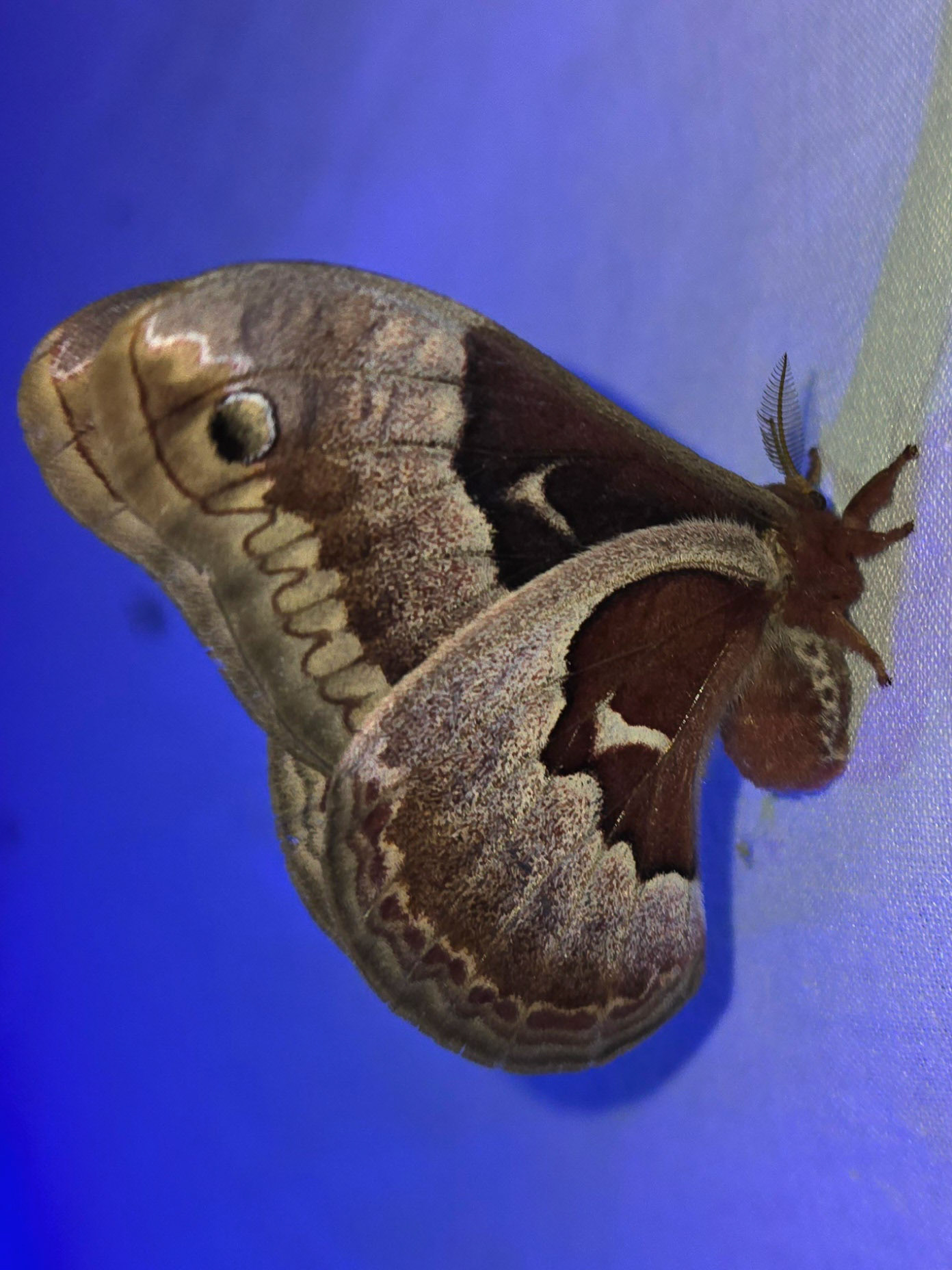 Pomethea Silkmoth