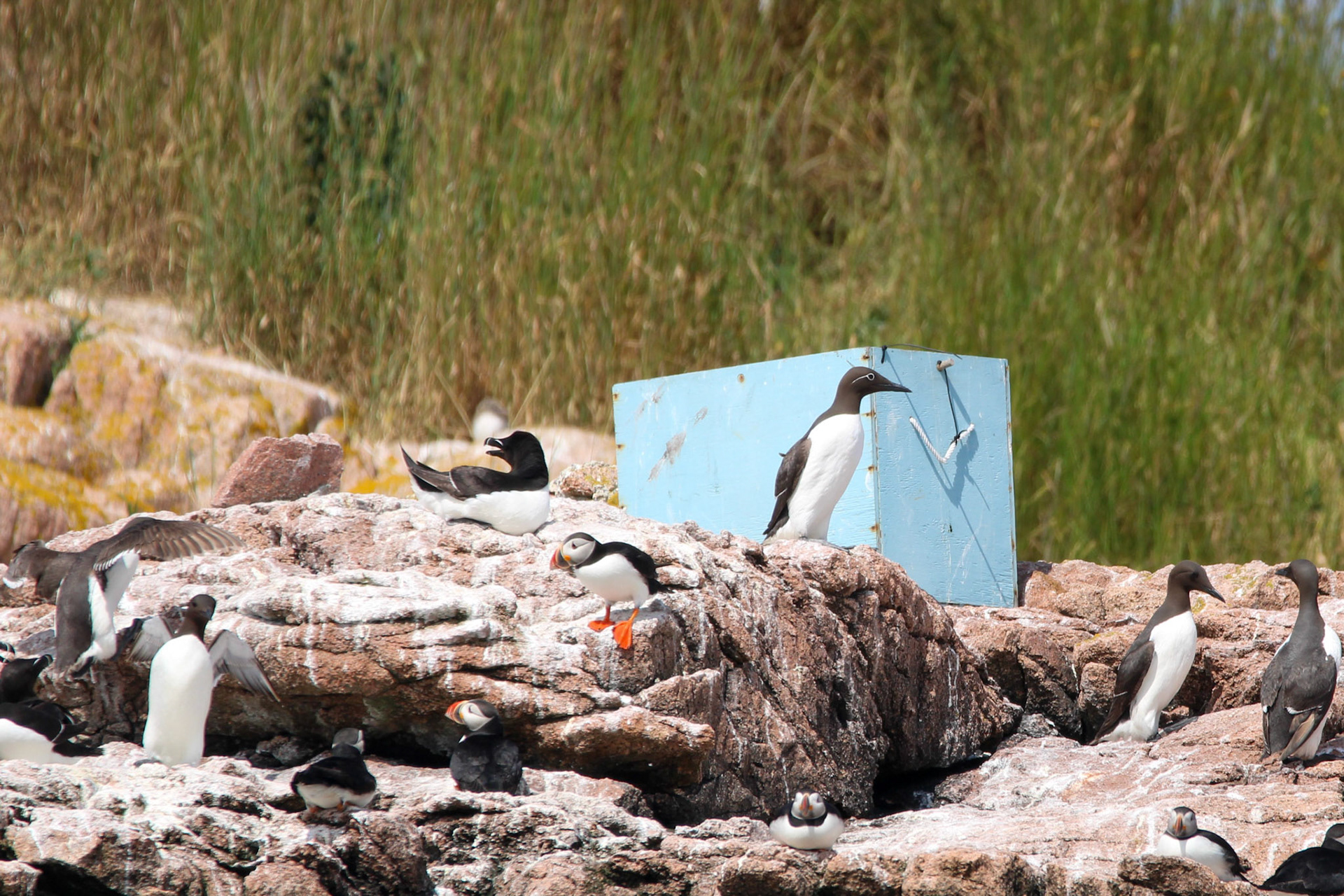 Atlantic Puffins, Common Murre, &amp; Razorbill
